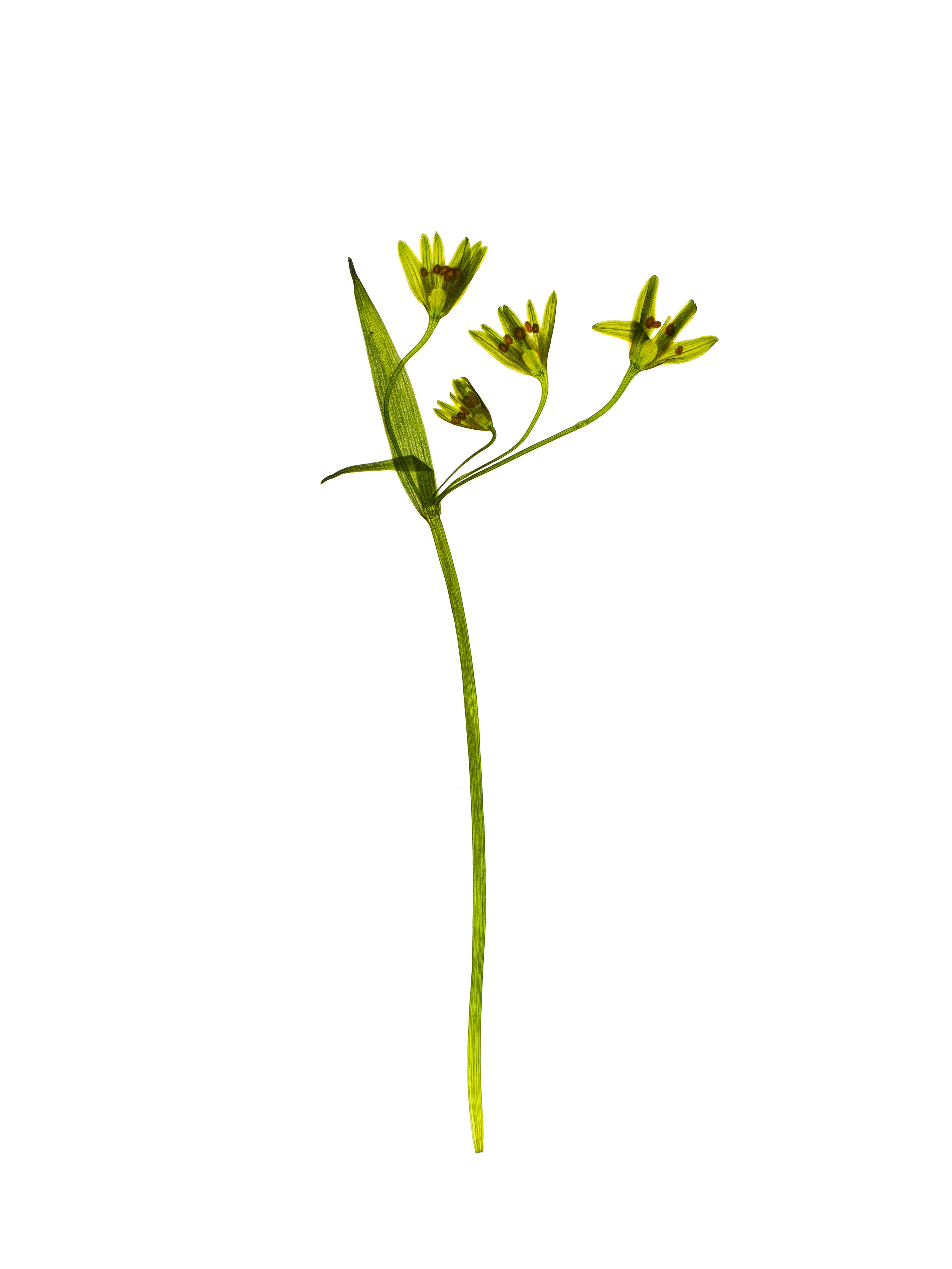 Gagea lutea (Yellow star-of-bethlehem) — Backlit, Tegernsee, Germany, 2024