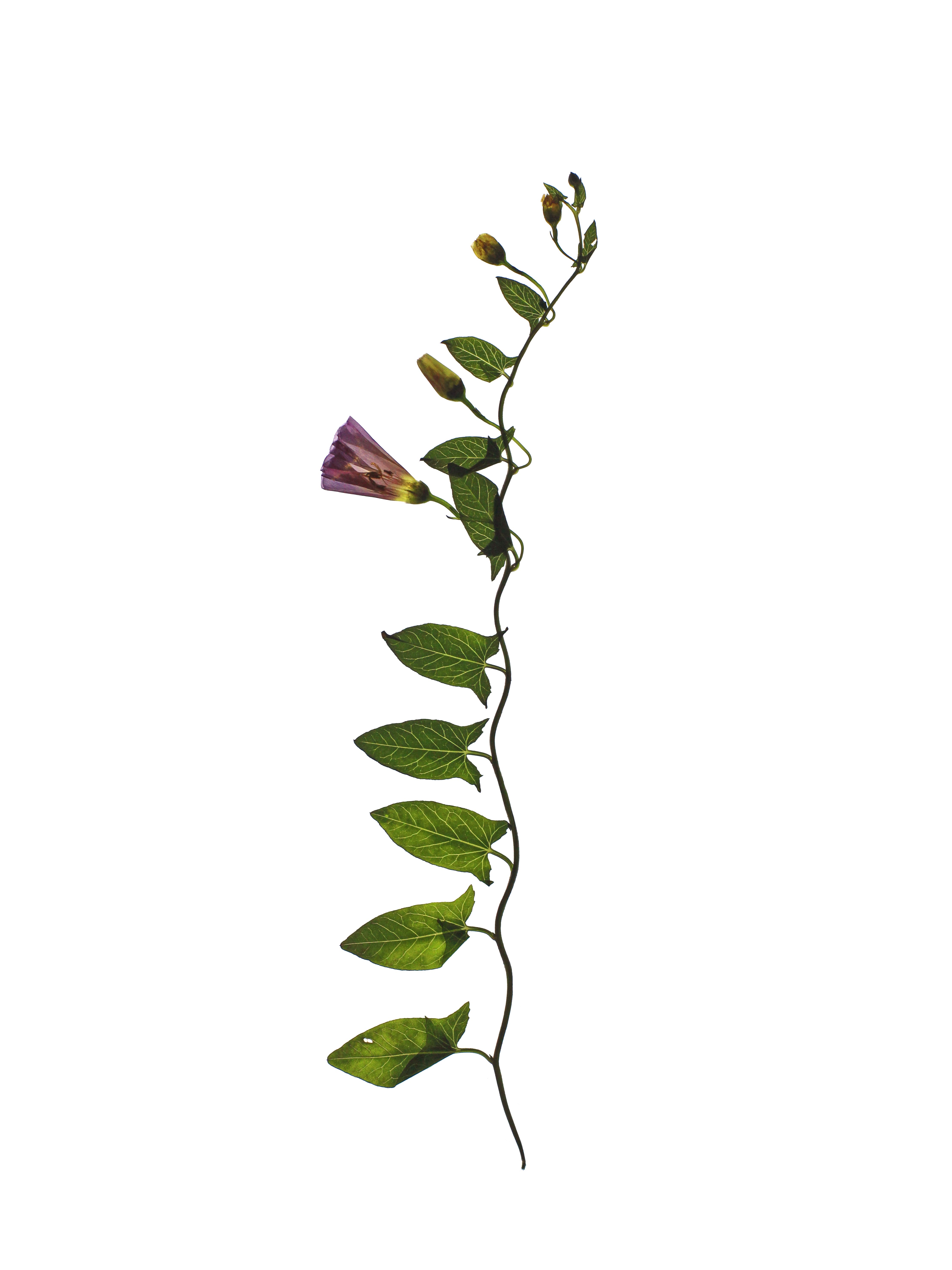 Convolvulus arvensis (Field bindweed) — Backlit, Schweigen-Rechtenbach, Germany, 2021