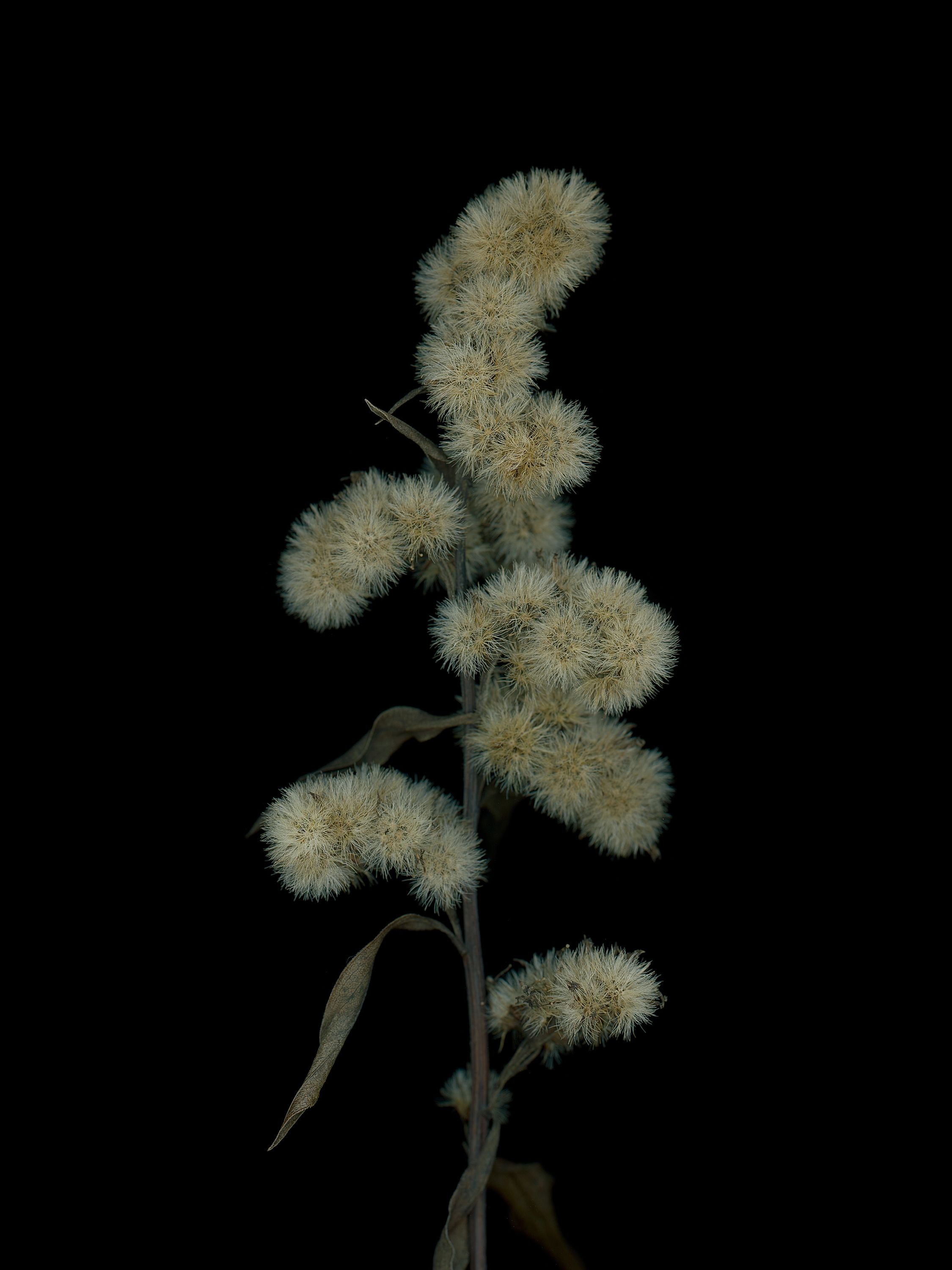 Solidago virgaurea (Woundwort) — detail, HD Scan, Munich, Germany, 2025