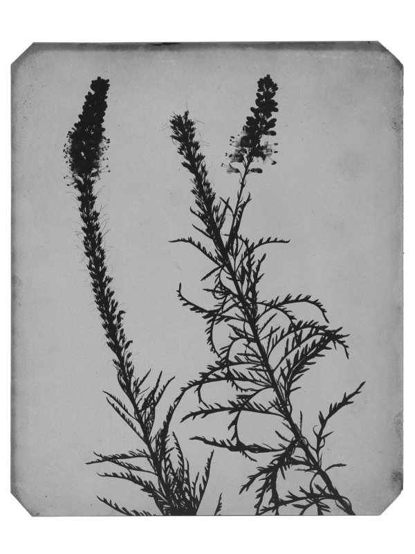 Calotype