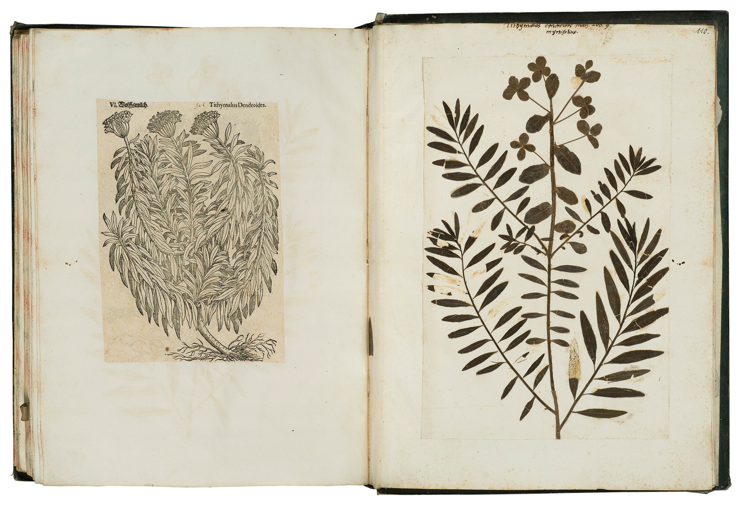 Felix Platter — Origins of the Herbarium