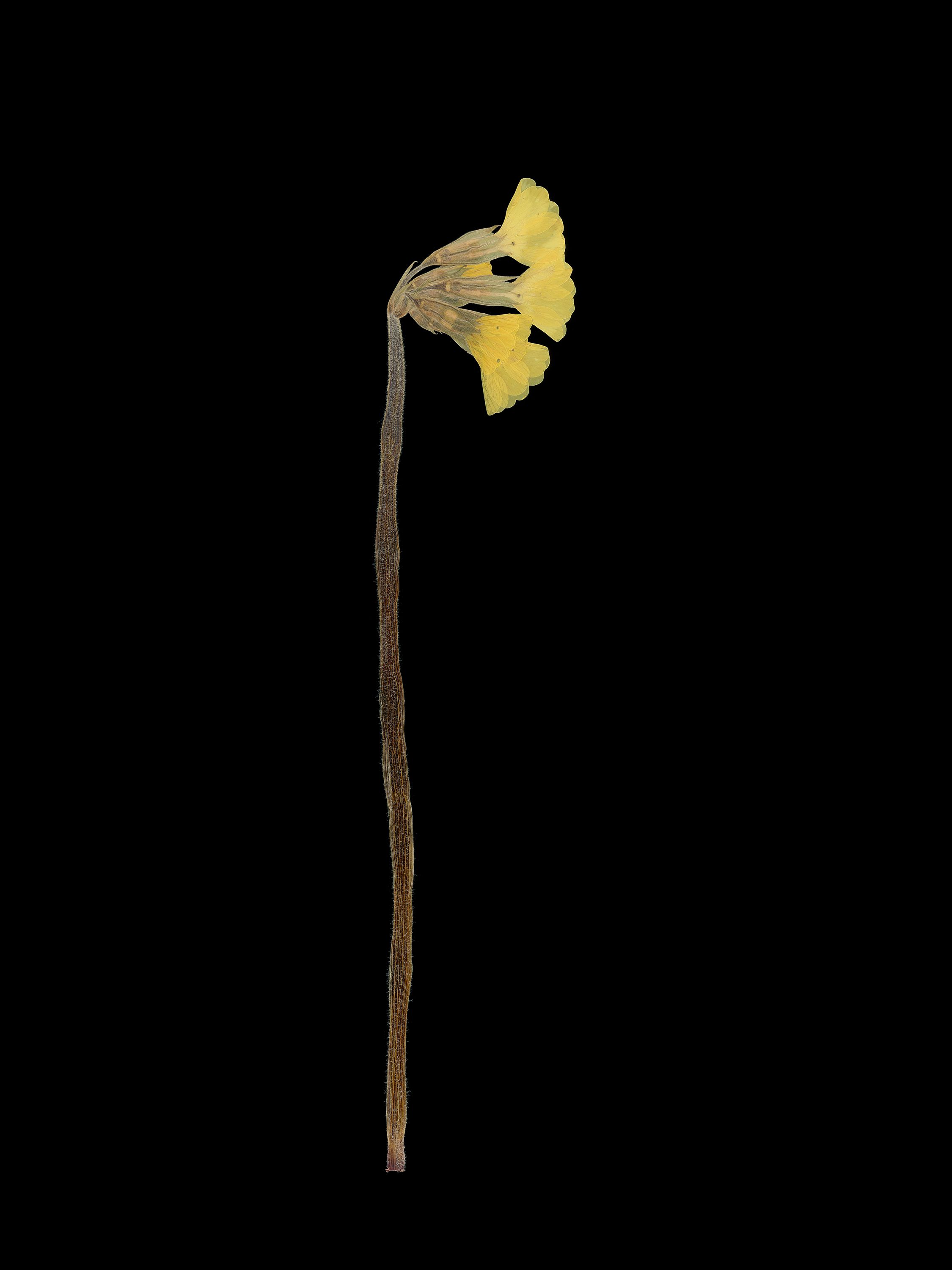 Primula elatior (Oxlip) — Pressed, Pliezhausen, Germany, 2020