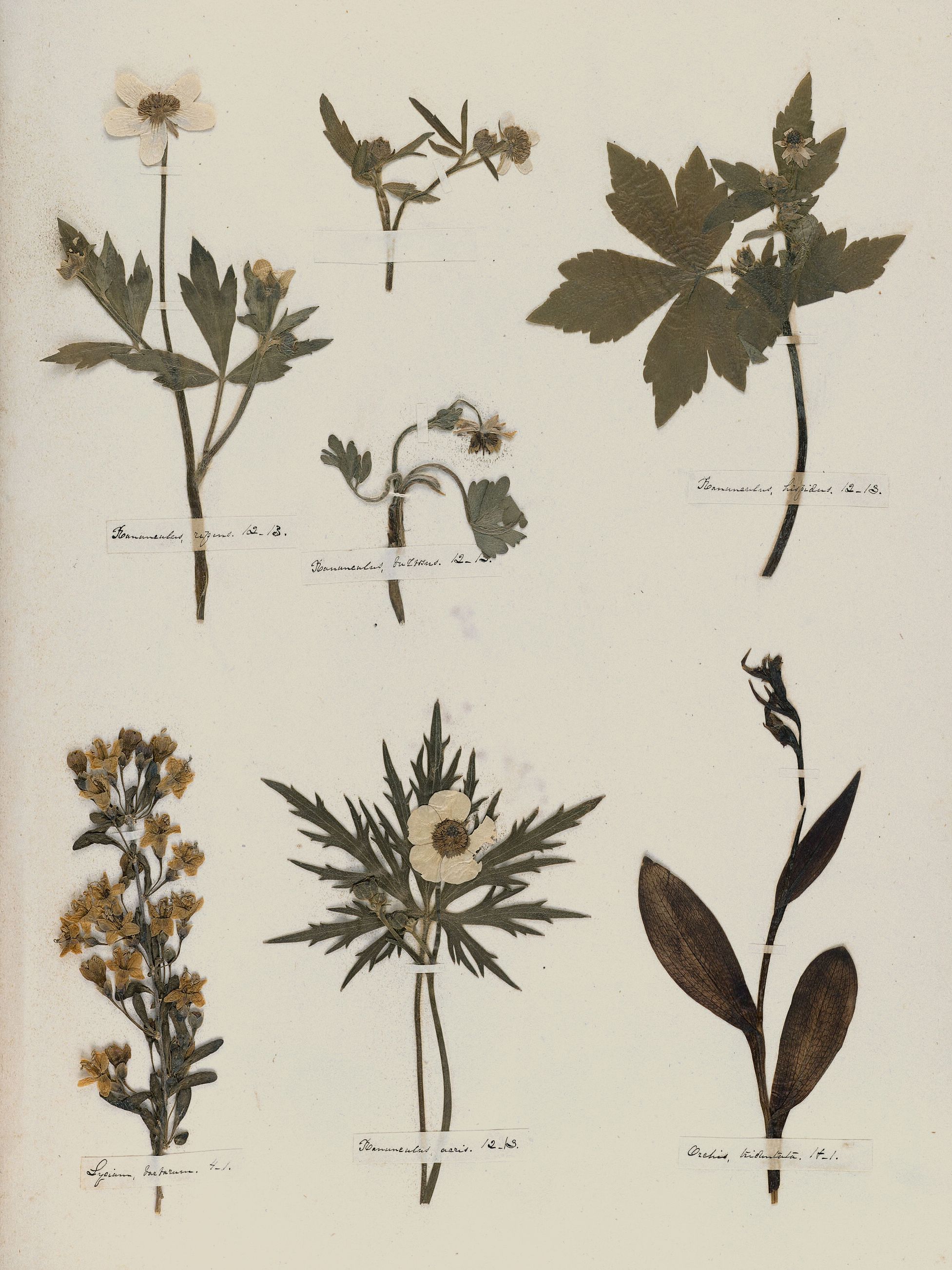 Emily Dickinson — A Poet's Early Herbarium