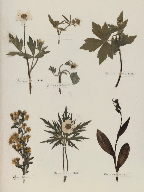 Emily Dickinson — A Poet's Early Herbarium