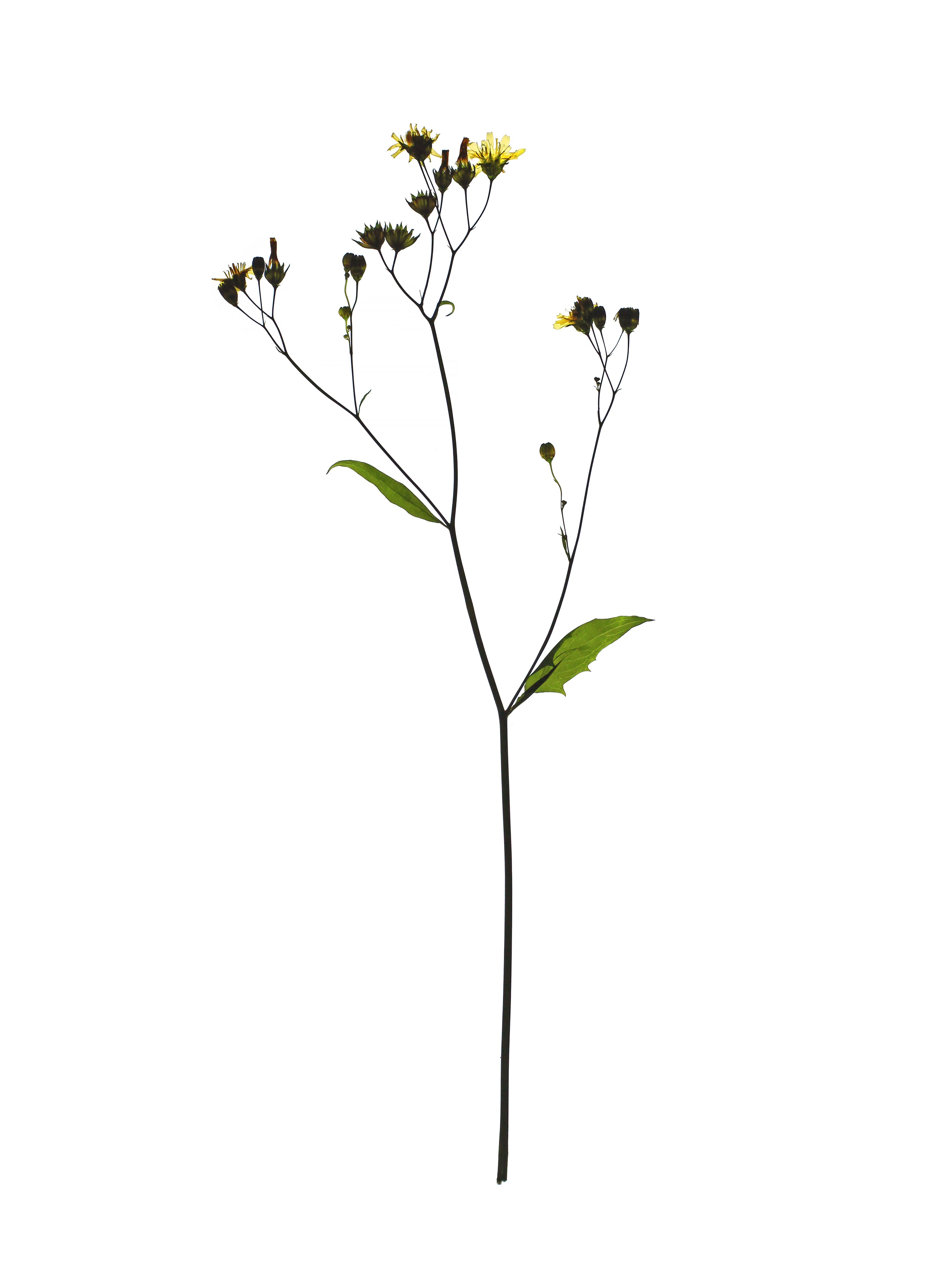 Lapsana communis (Common nipplewort) — Backlit, Stuttgart, Germany, 2021