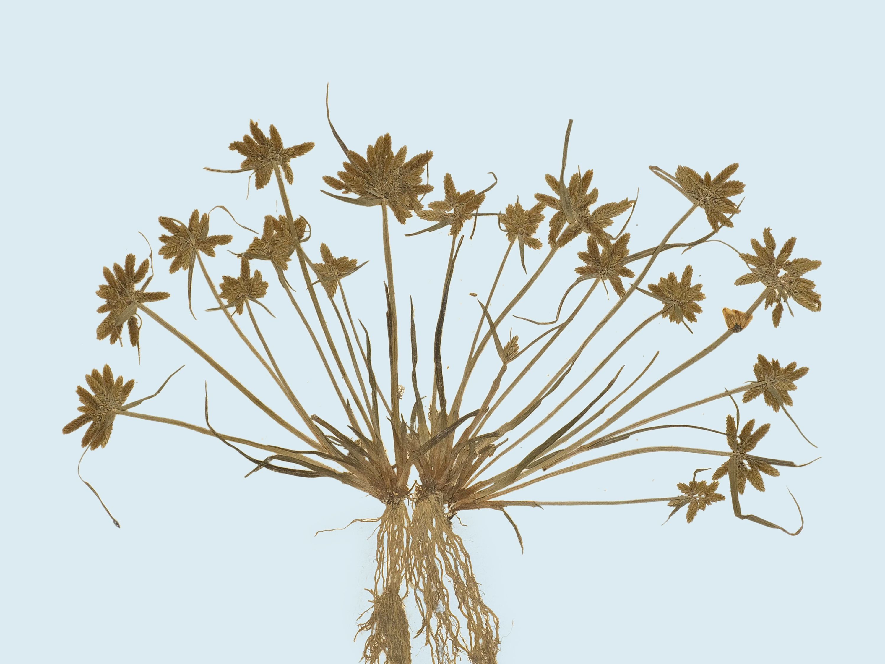 Felix Platter — Origins of the Herbarium