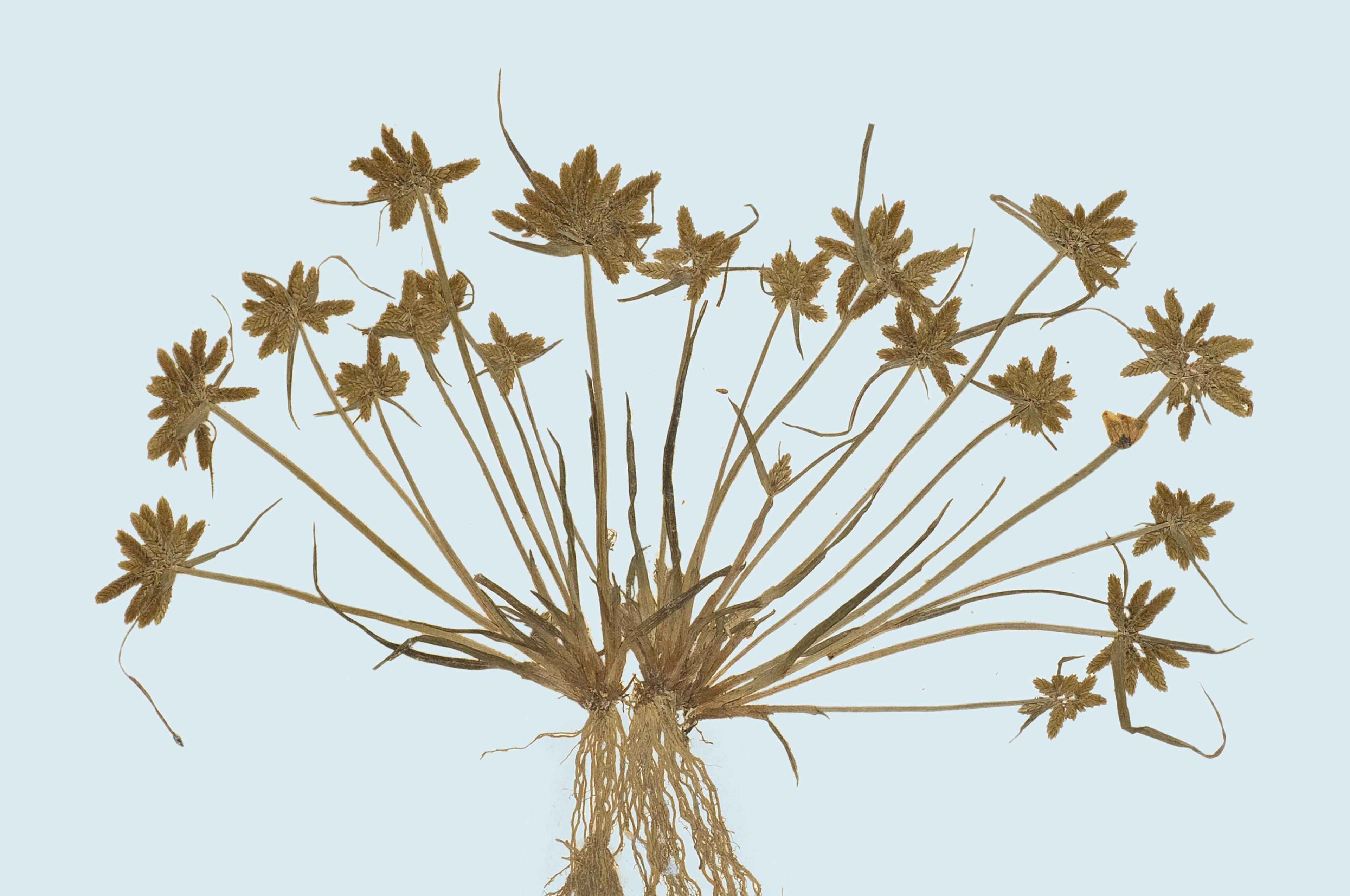 Felix Platter — Origins of the Herbarium