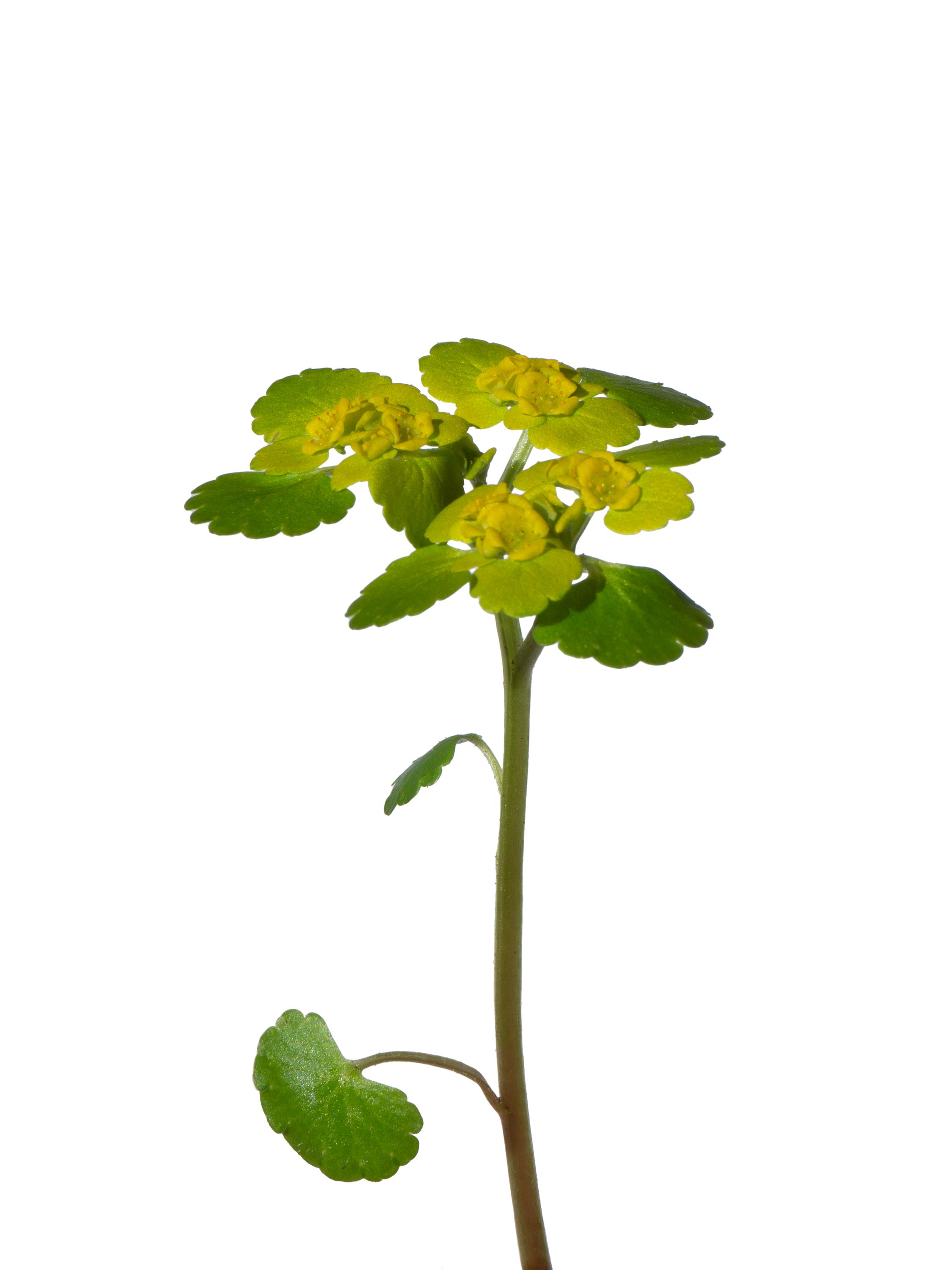 Chrysosplenium alternifolium (Alternate-leaved golden-saxifrage) — Friedenroda, Germany, 2026