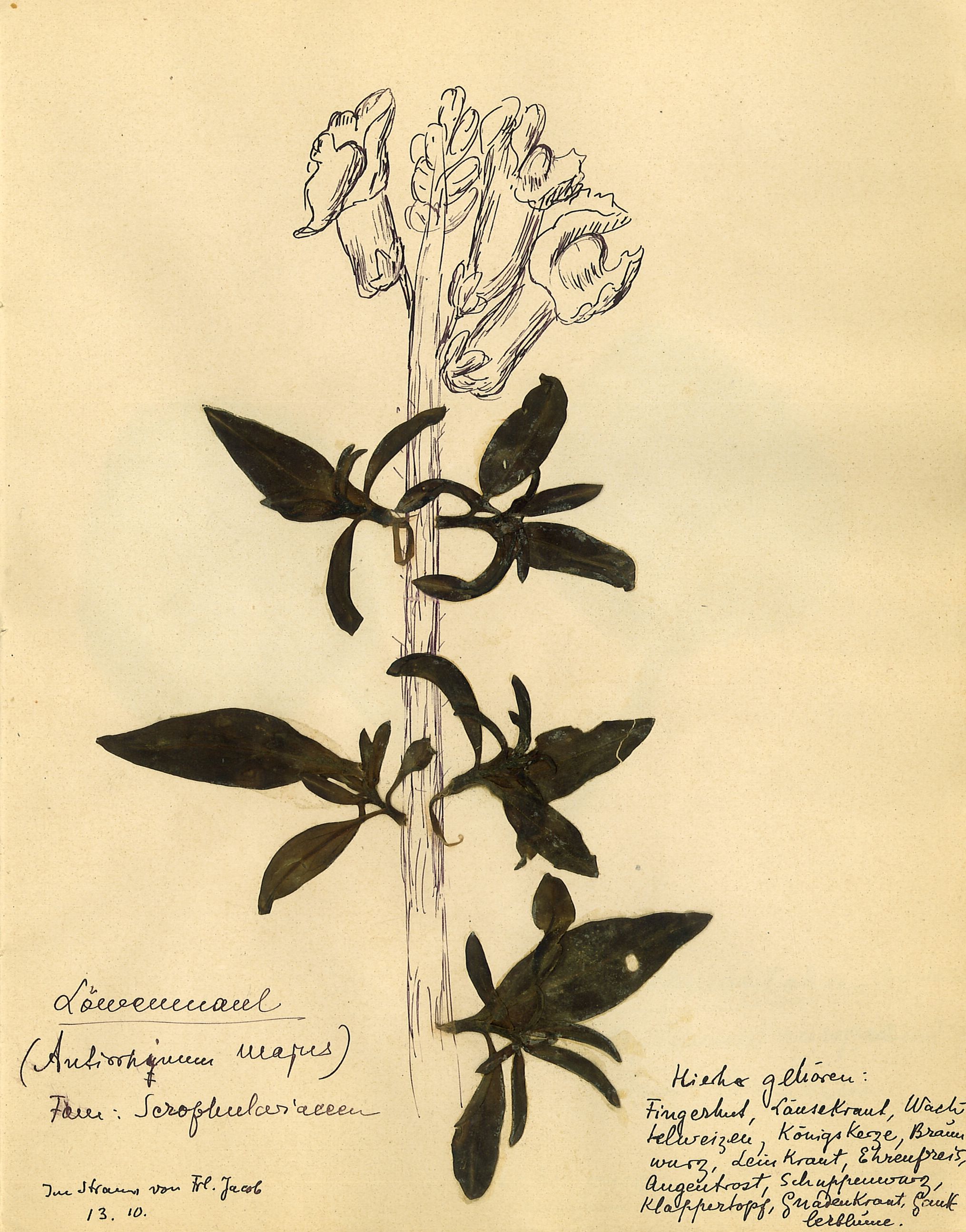 Rosa Luxemburg — Another Kind of Herbarium