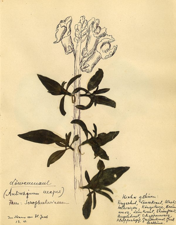 Rosa Luxemburg — Another Kind of Herbarium