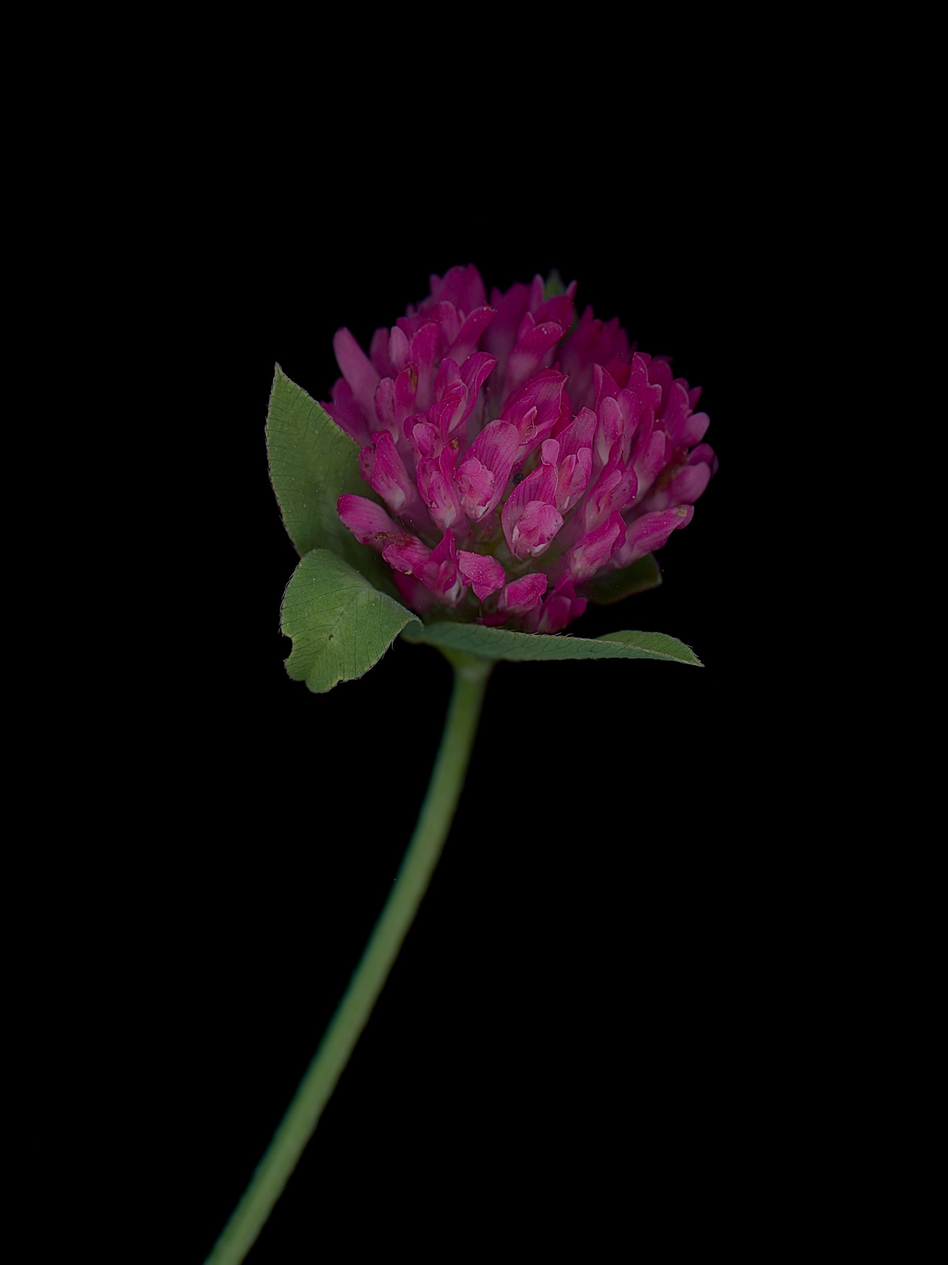 Trifolium pratense (Red clover) — HD Scan, Thalkirchen, Germany, 2025 (HA-0224, plate II)
