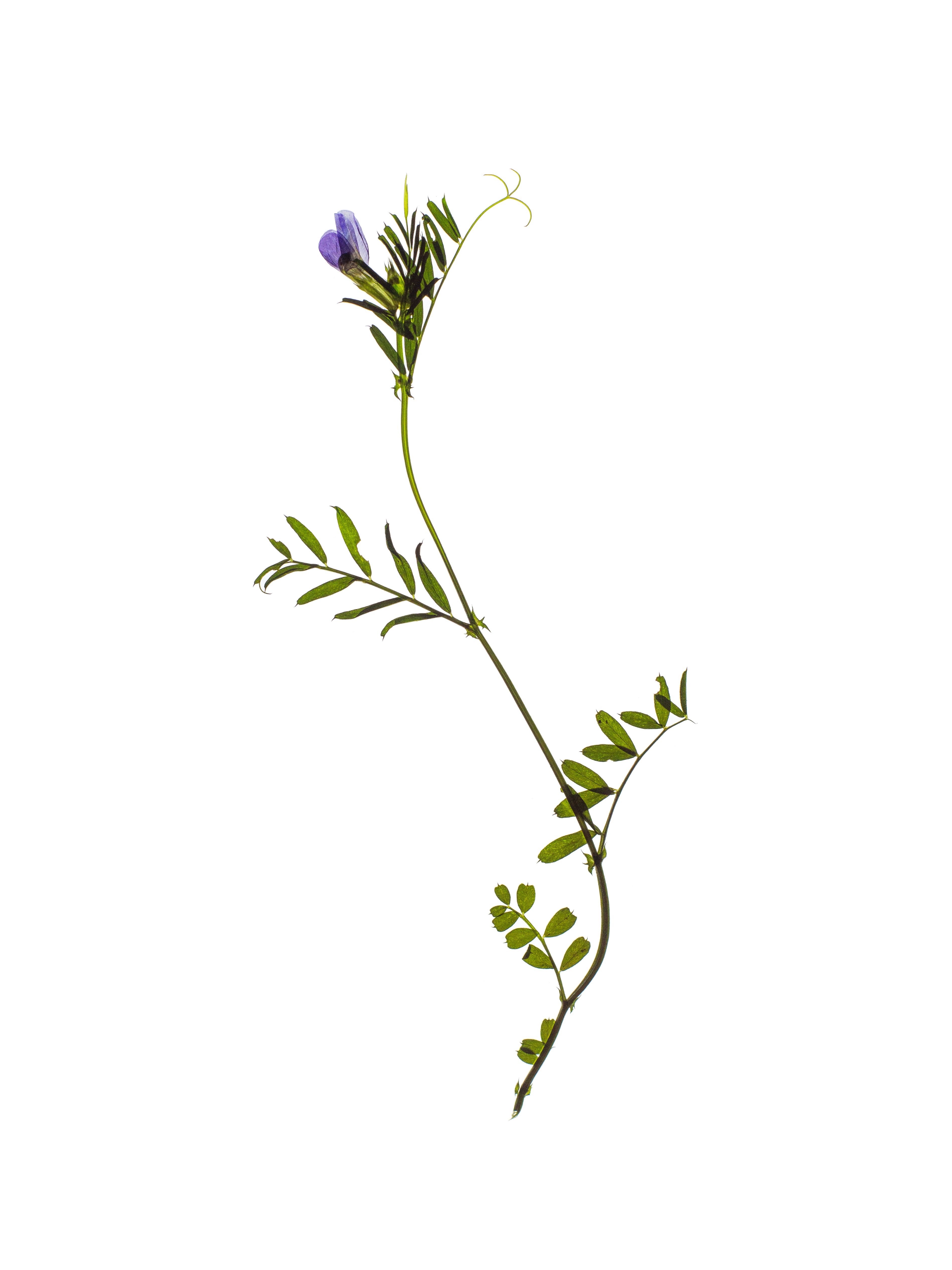 Vicia sativa (Common vetch) — Thalkirchen, Germany, 2024