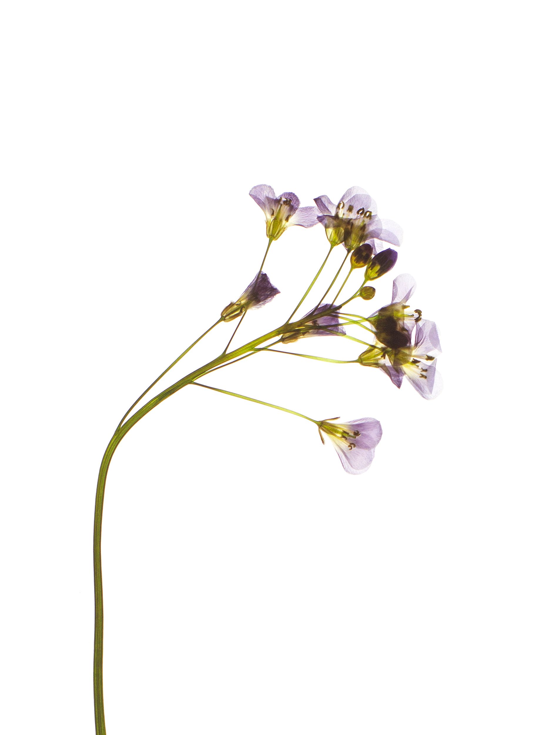 Cardamine pratensis (Cuckooflower) — Backlit, Pliezhausen, Germany, 2020