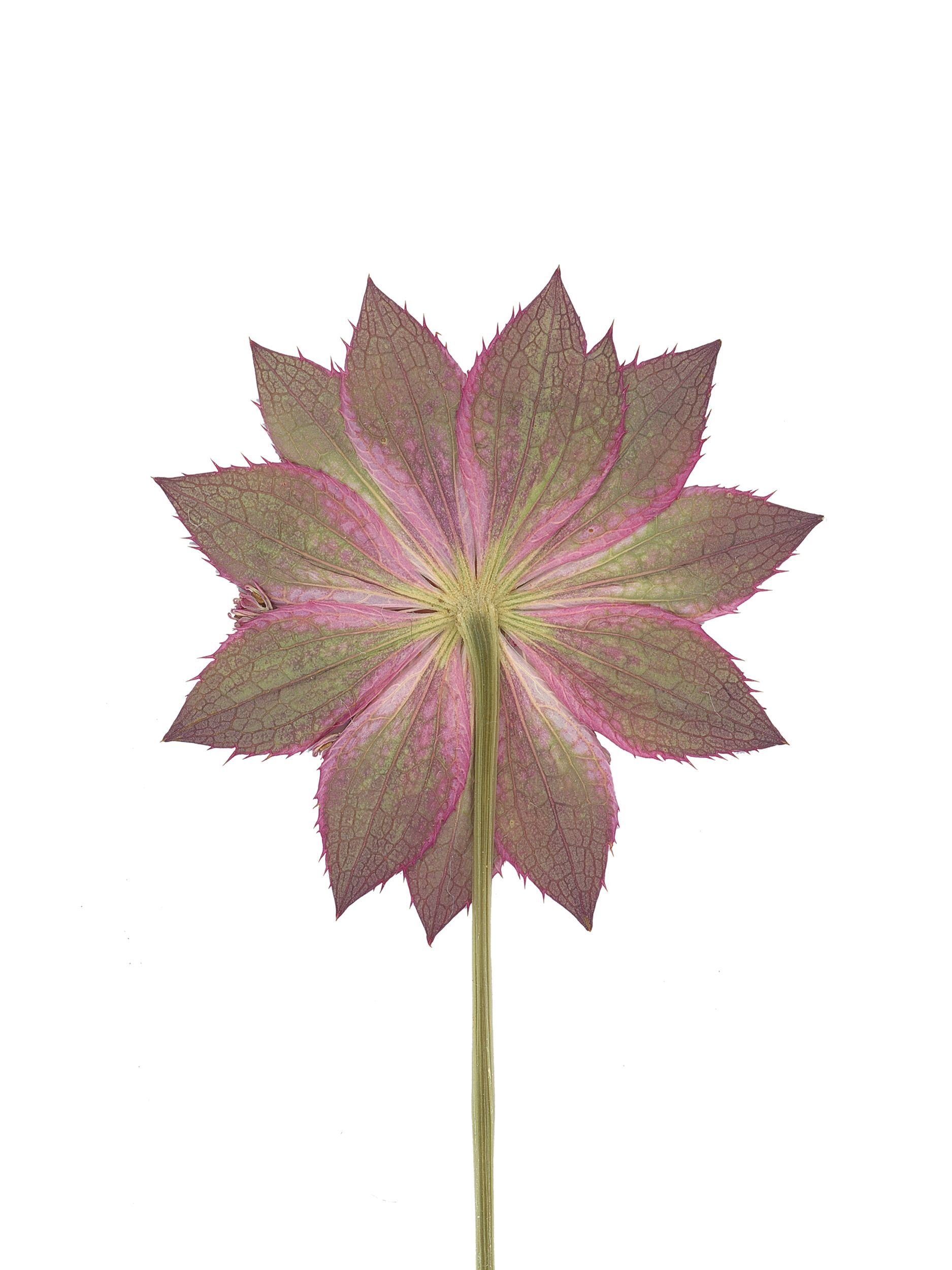 Astrantia maxima (Great masterwort) — Pressed, Ushguli, Georgia, 2019