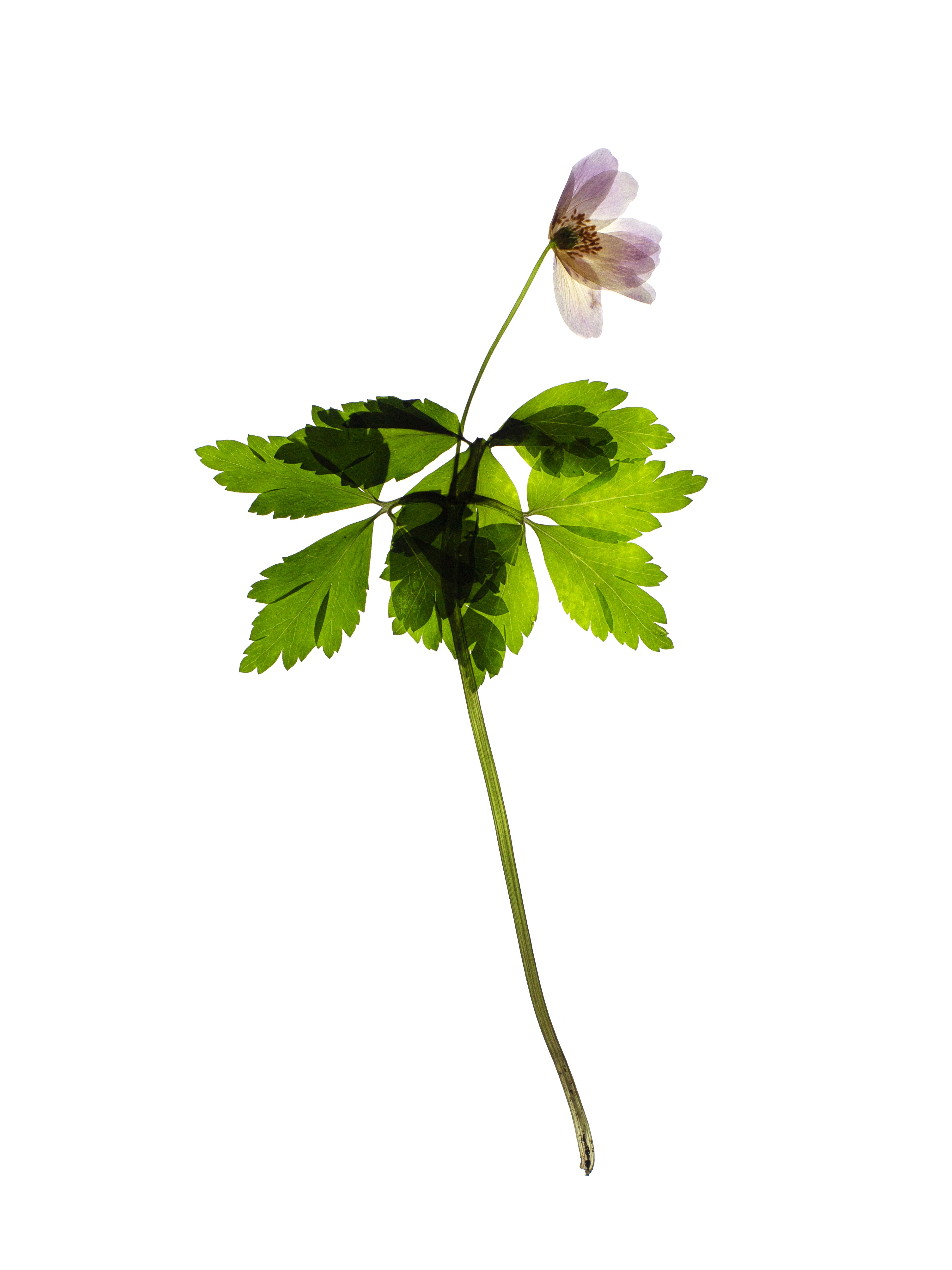 Anemone quinquefolia (Windflower) — Backlit, Pliezhausen, Germany, 2020