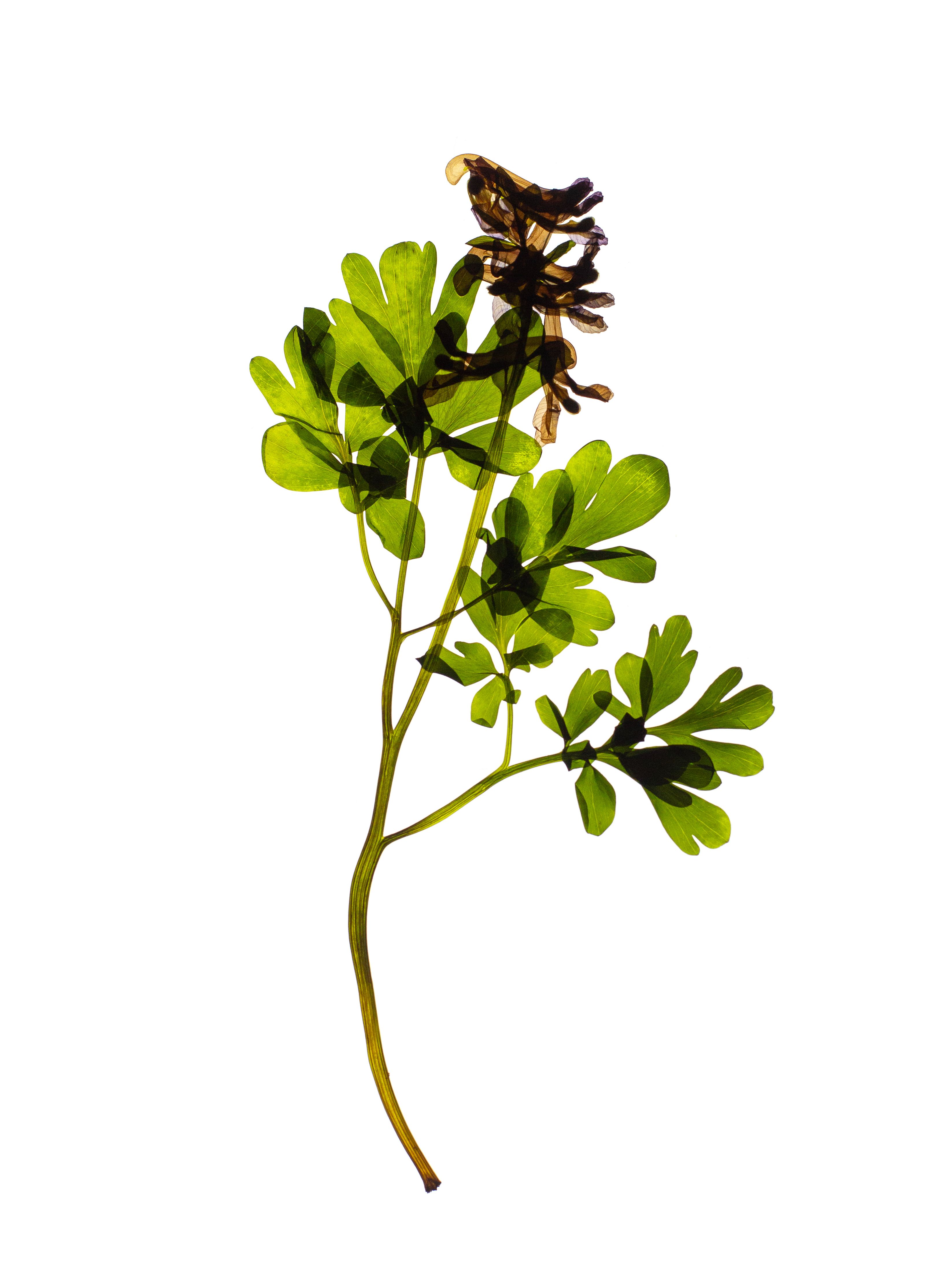 Corydalis cava (Hollowroot) — Backlit, Günzburg, Germany, 2024