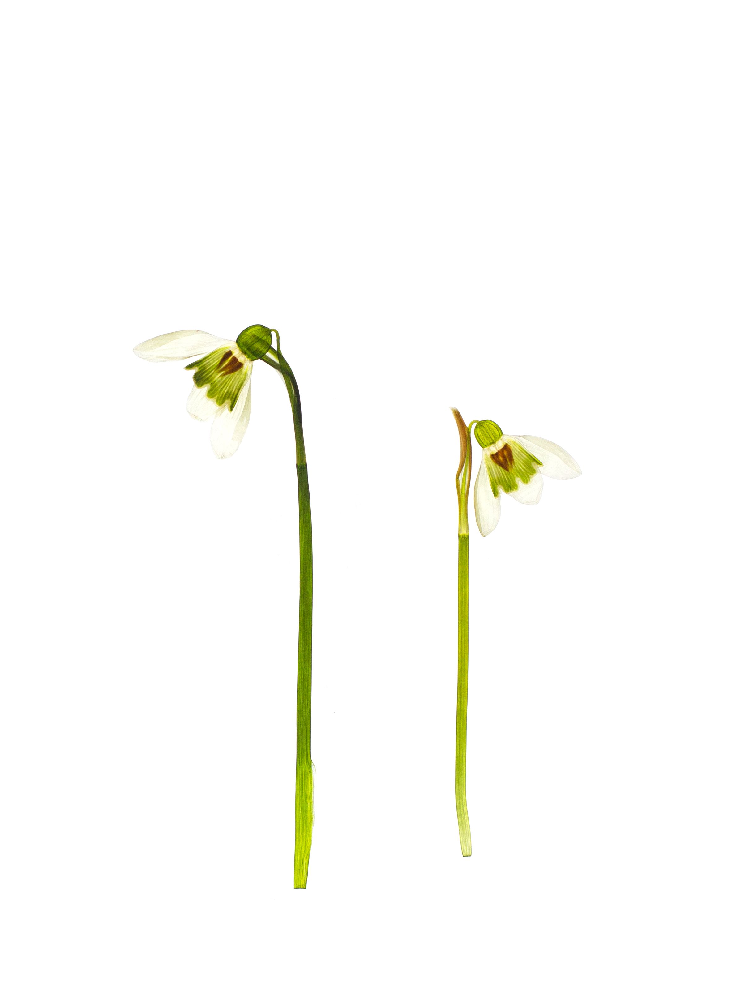 Galanthus nivalis (Snowdrop) — Backlit, Pliezhausen, Germany, 2020
