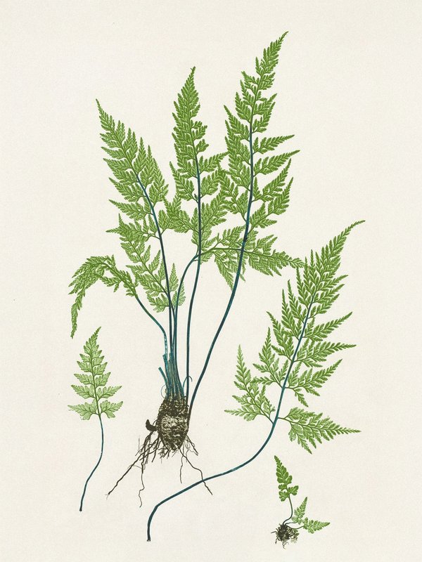 Henry Bradbury — Pioneer of Botanical Nature Printing