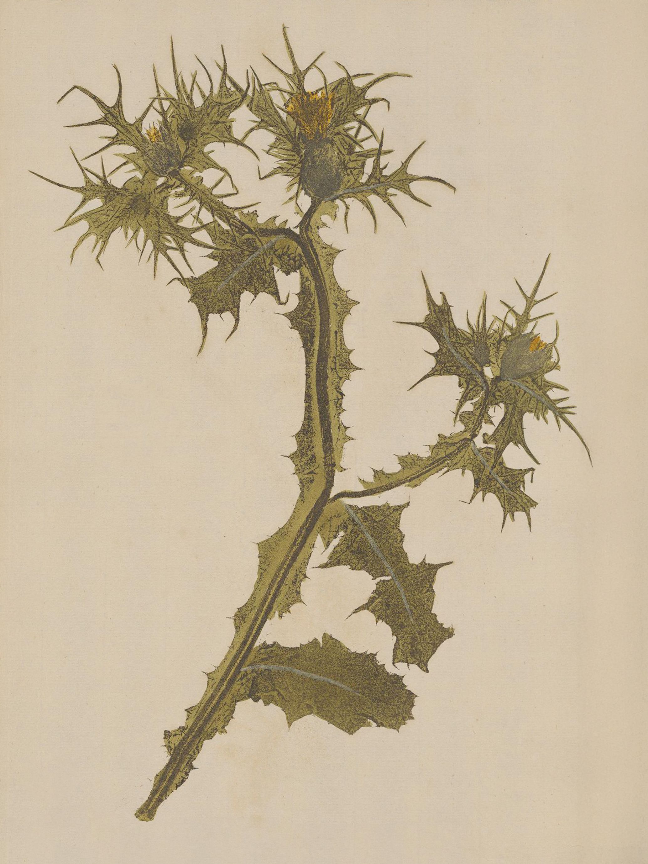 Nature-print