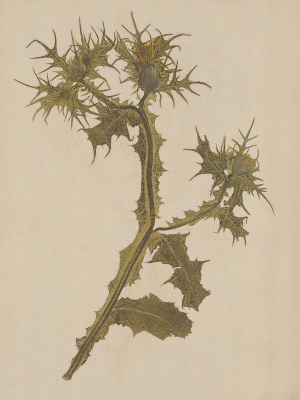 Nature-print