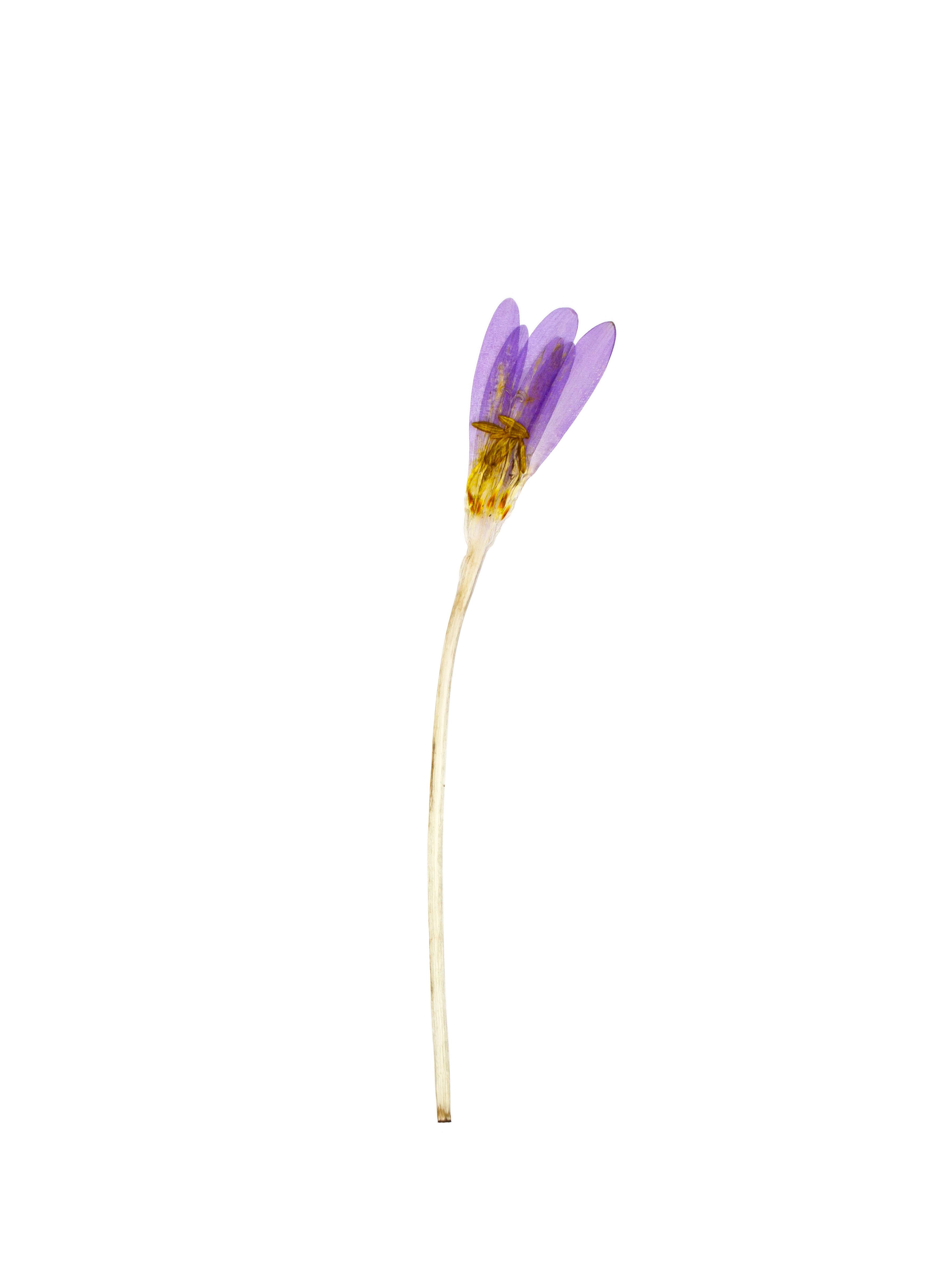 Colchicum autumnale (Autumn crocus) — Backlit, Pliezhausen, Germany, 2019