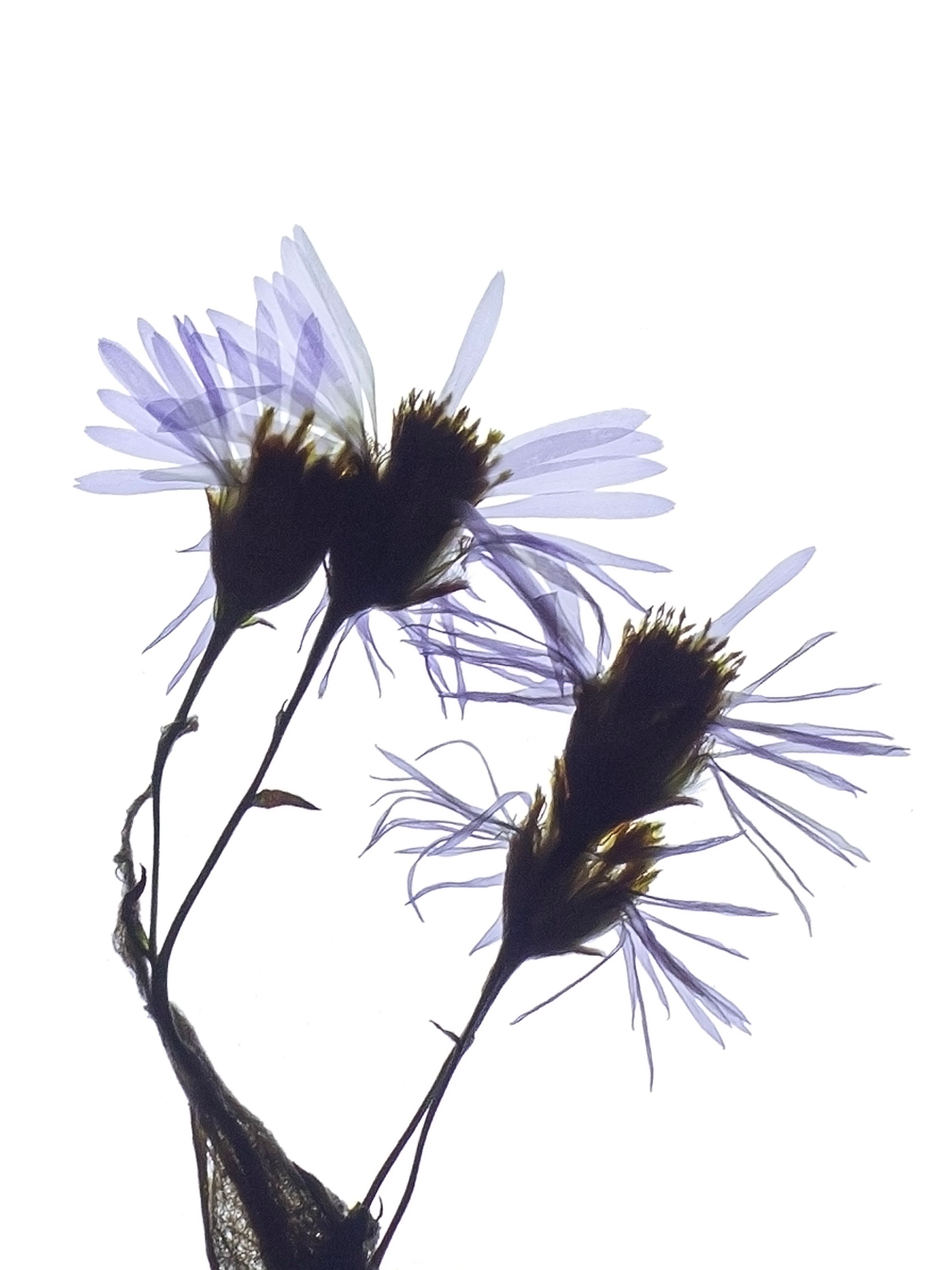 Tripolium pannonicum (Seashore aster) — detail, Backlit, Pärnu, Estonia, 2024