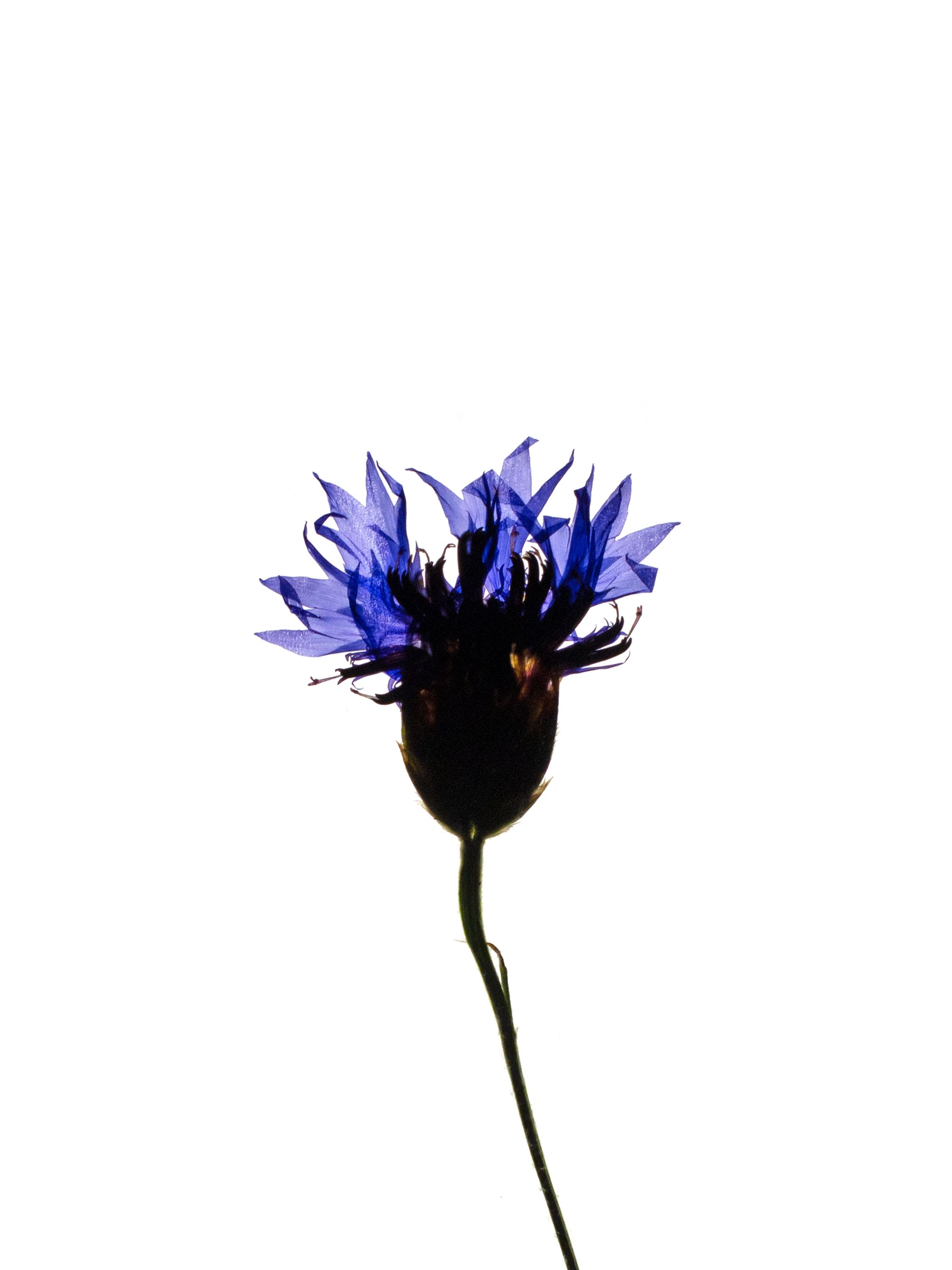 Cyanus segetum (Cornflower) — Backlit, Offenbach, Germany, 2018 (HA-0008, plate II)
