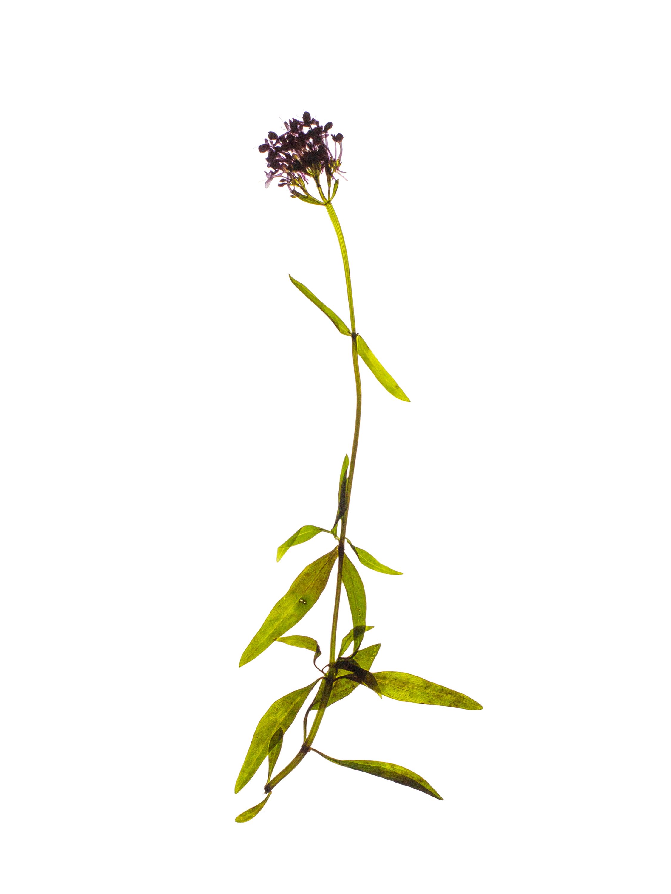 Centranthus angustifolius (Narrow-leaved valerian) — Backlit, Piran, Slovenia, 2022
