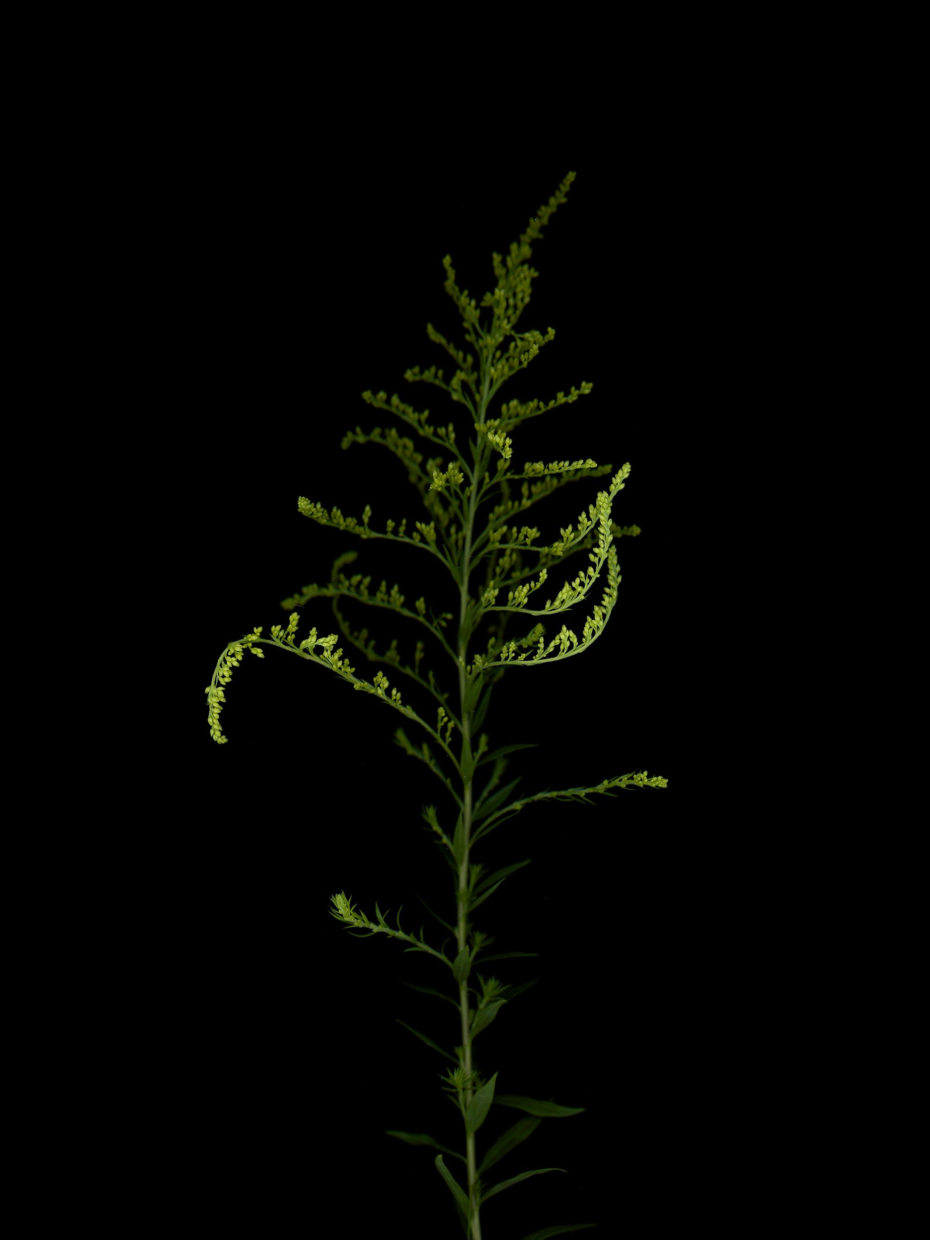 Solidago altissima (Late goldenrod) — HD Scan, Thalkirchen, Germany, 2025