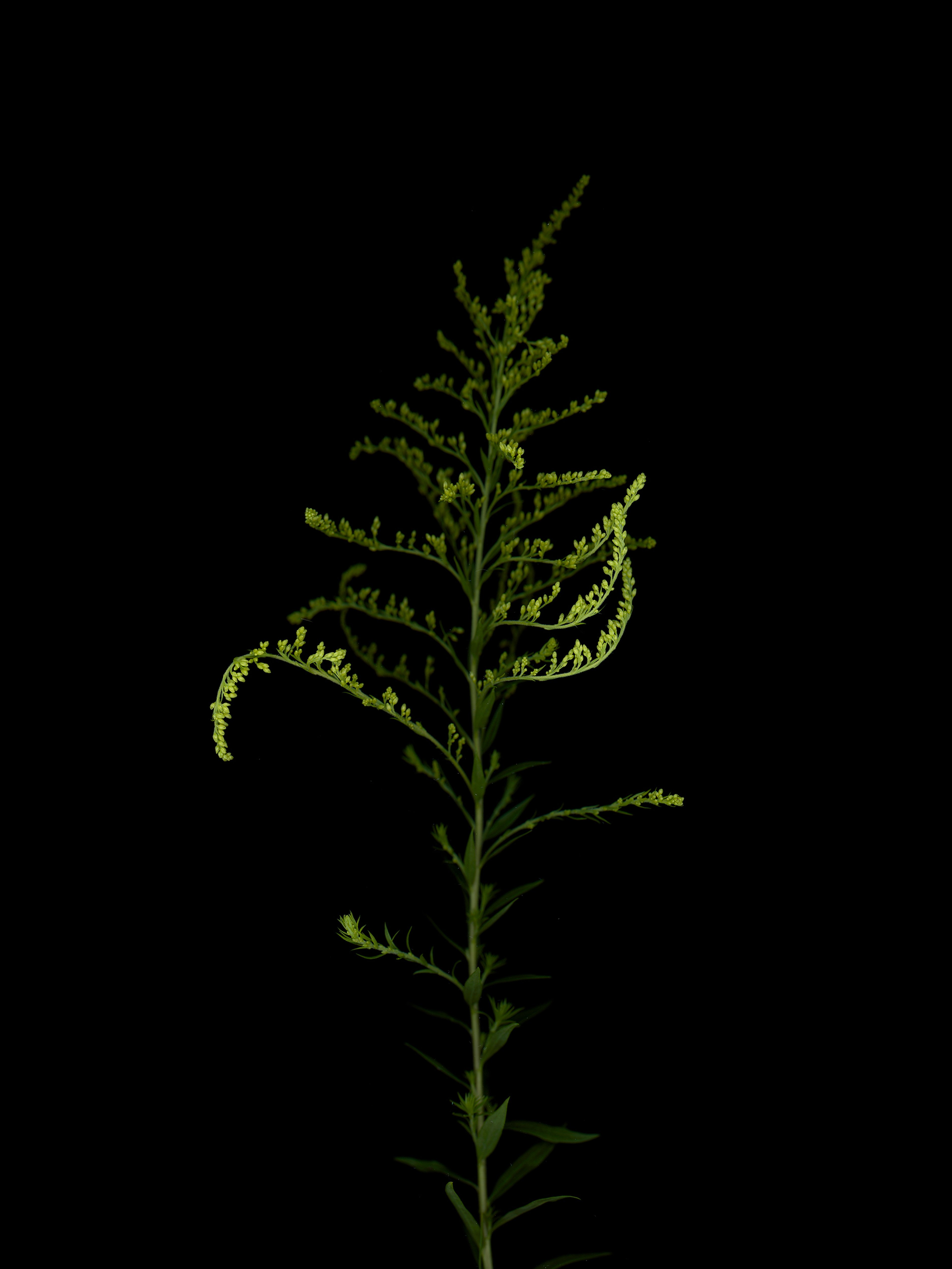 Solidago altissima (Late goldenrod) — HD Scan, Thalkirchen, Germany, 2025