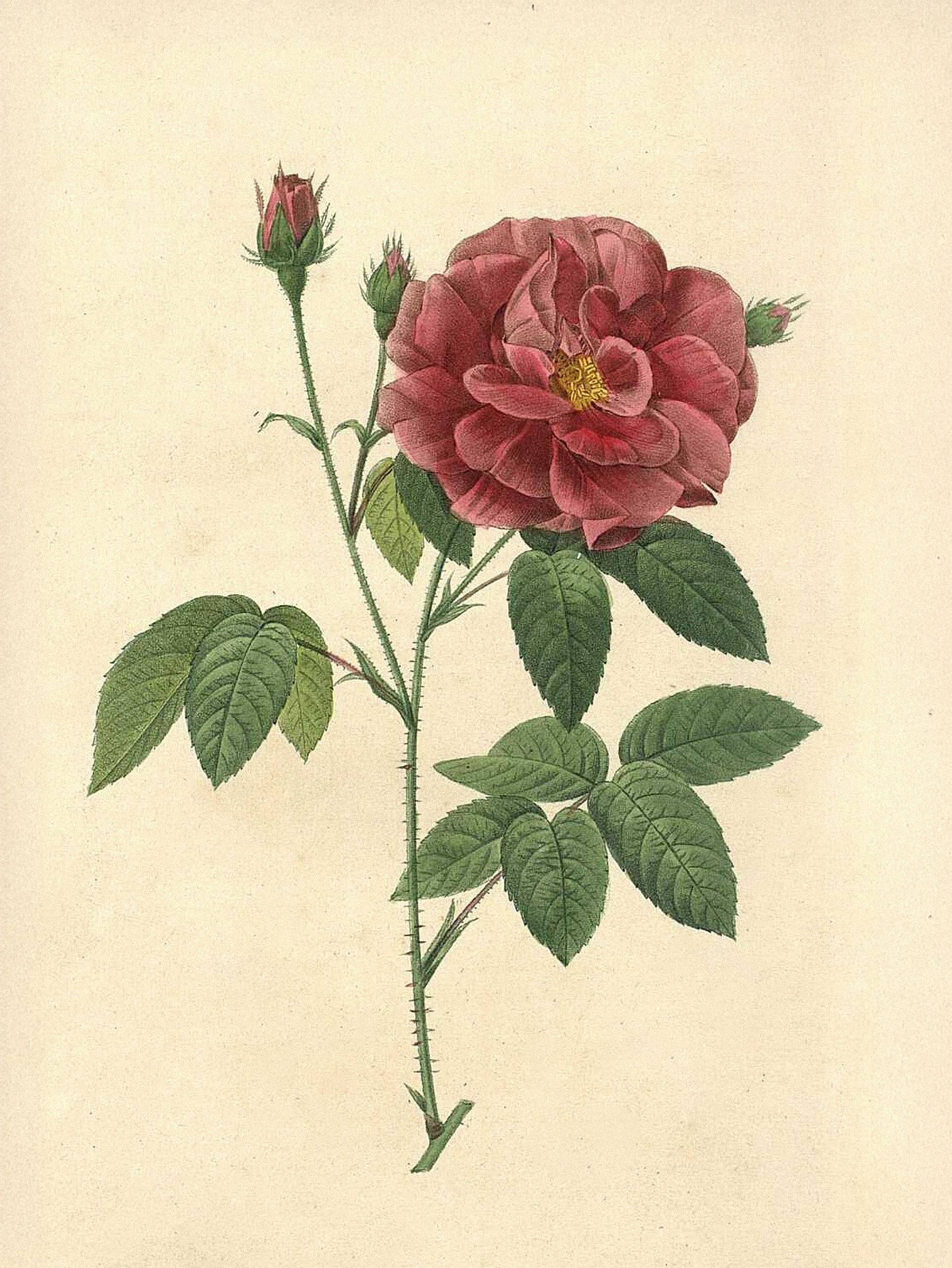 Pierre-Joseph Redouté — Raphael of Flowers