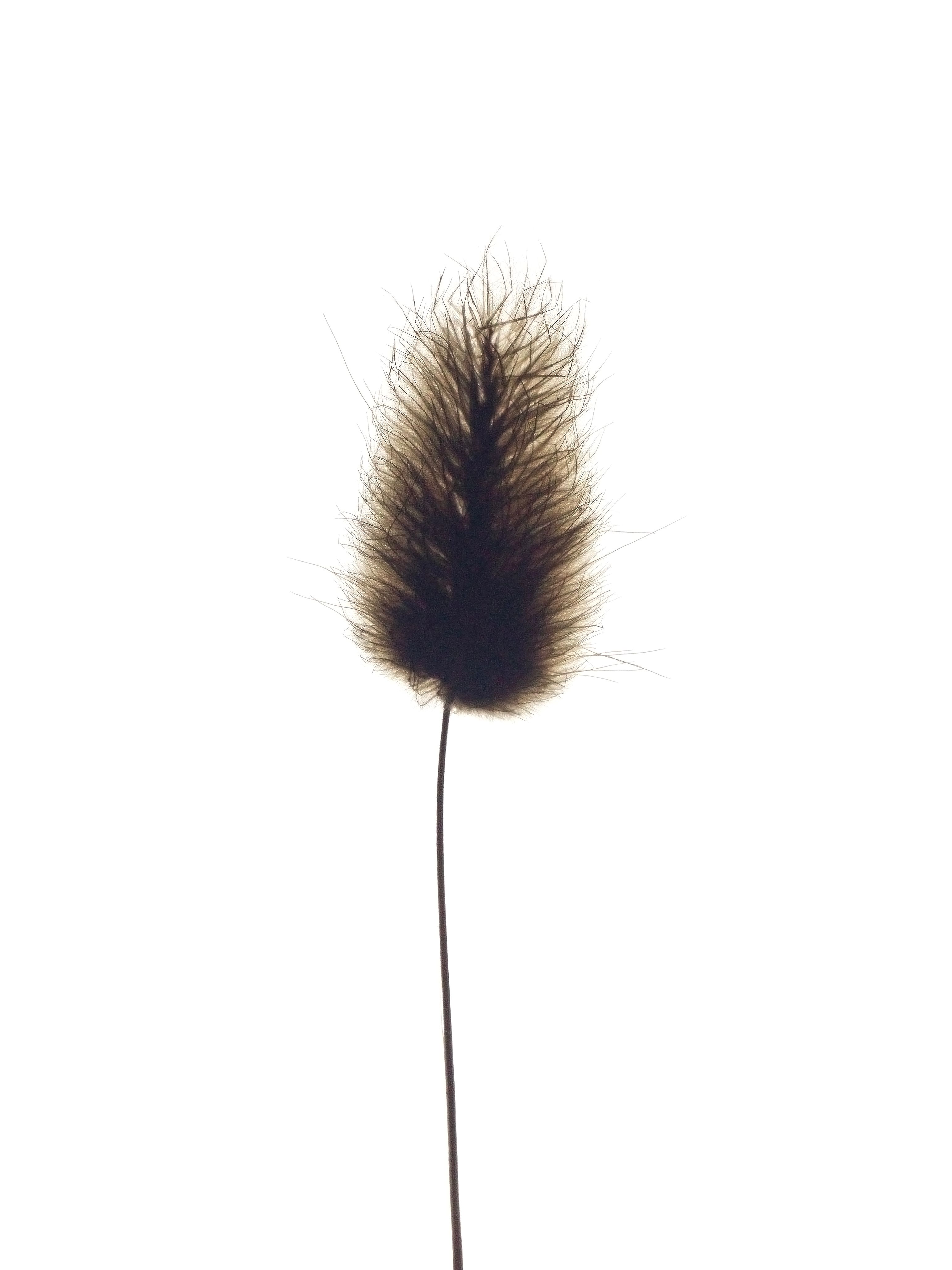 Lagurus ovatus (Bunny-tail grass) — Backlit, Vejer de la Frontera, Spain, 2022 (HA-0100, plate II)