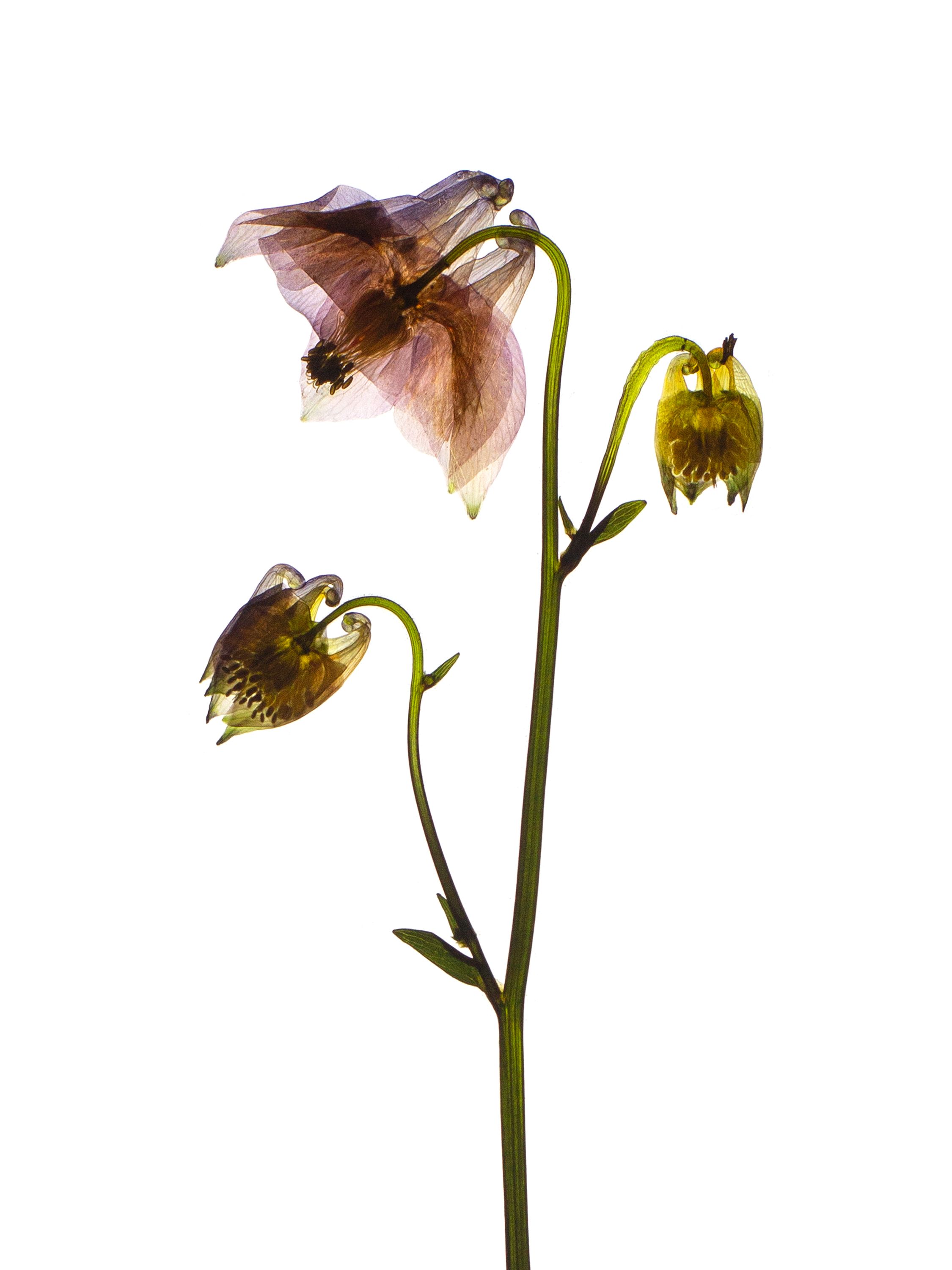 Aquilegia vulgaris (European columbine) — Backlit, Stammheim, Germany, 2022