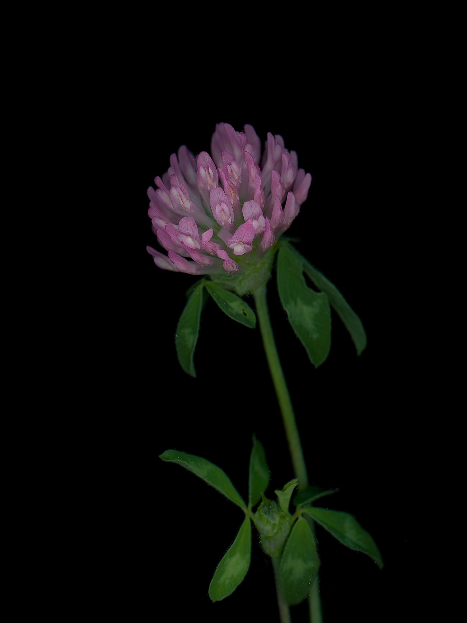 Trifolium pratense (Red clover) — HD Scan, Thalkirchen, Germany, 2025 (HA-0201, plate II)
