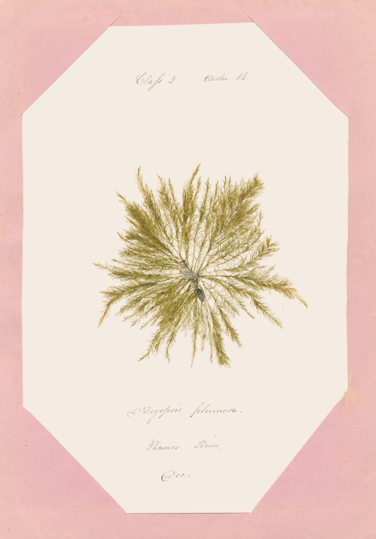 Eliza M. French — A Seaweed Collection 