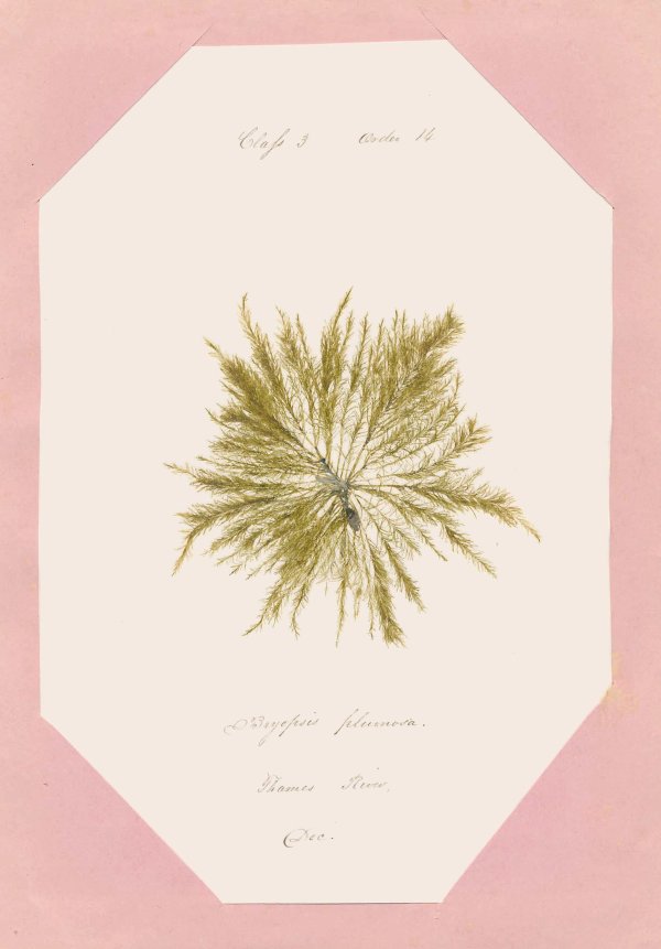 Eliza M. French — A Seaweed Collection