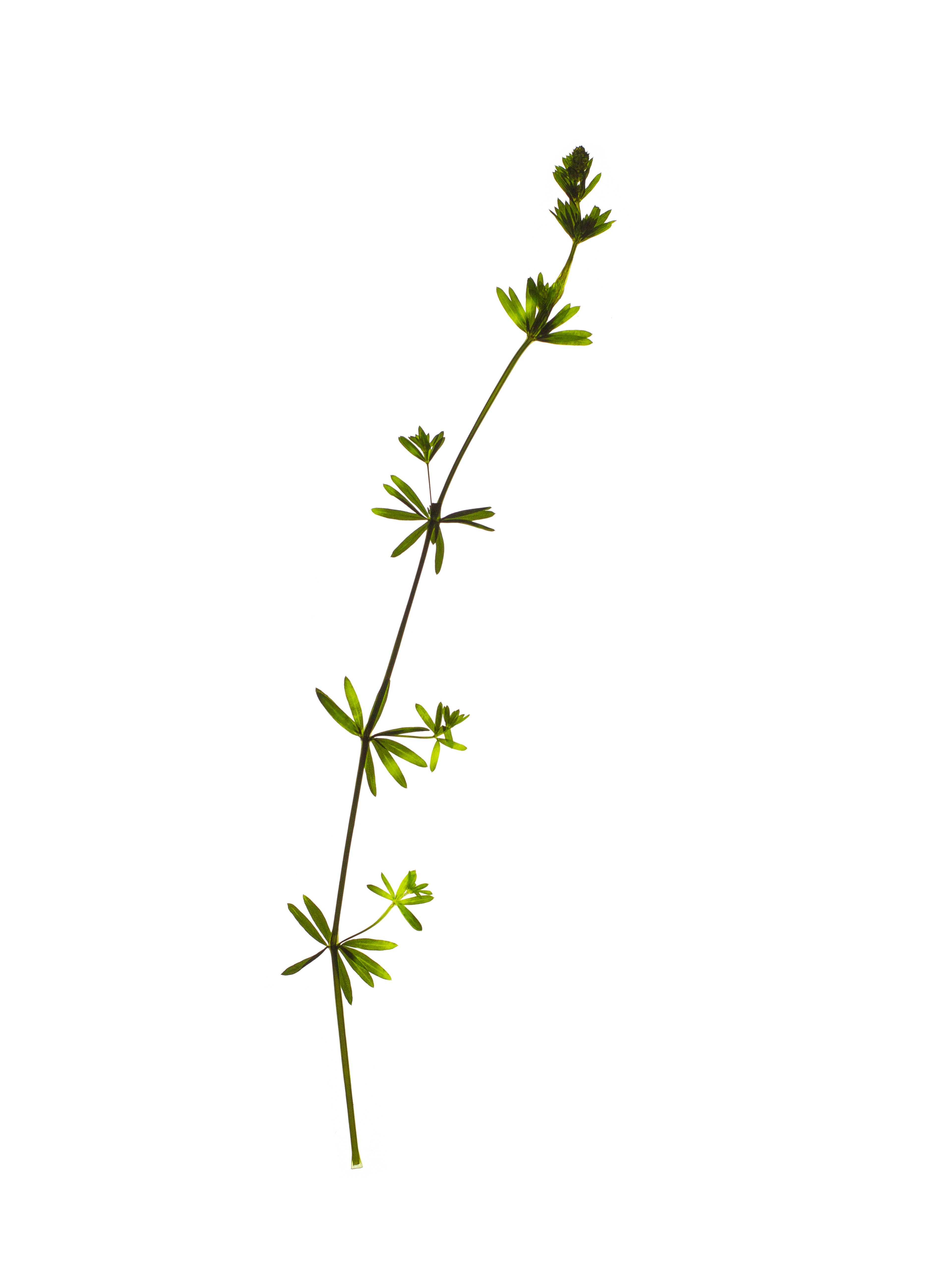 Galium uliginosum (Fen bedstraw) — Backlit, Offenbach, Germany, 2019