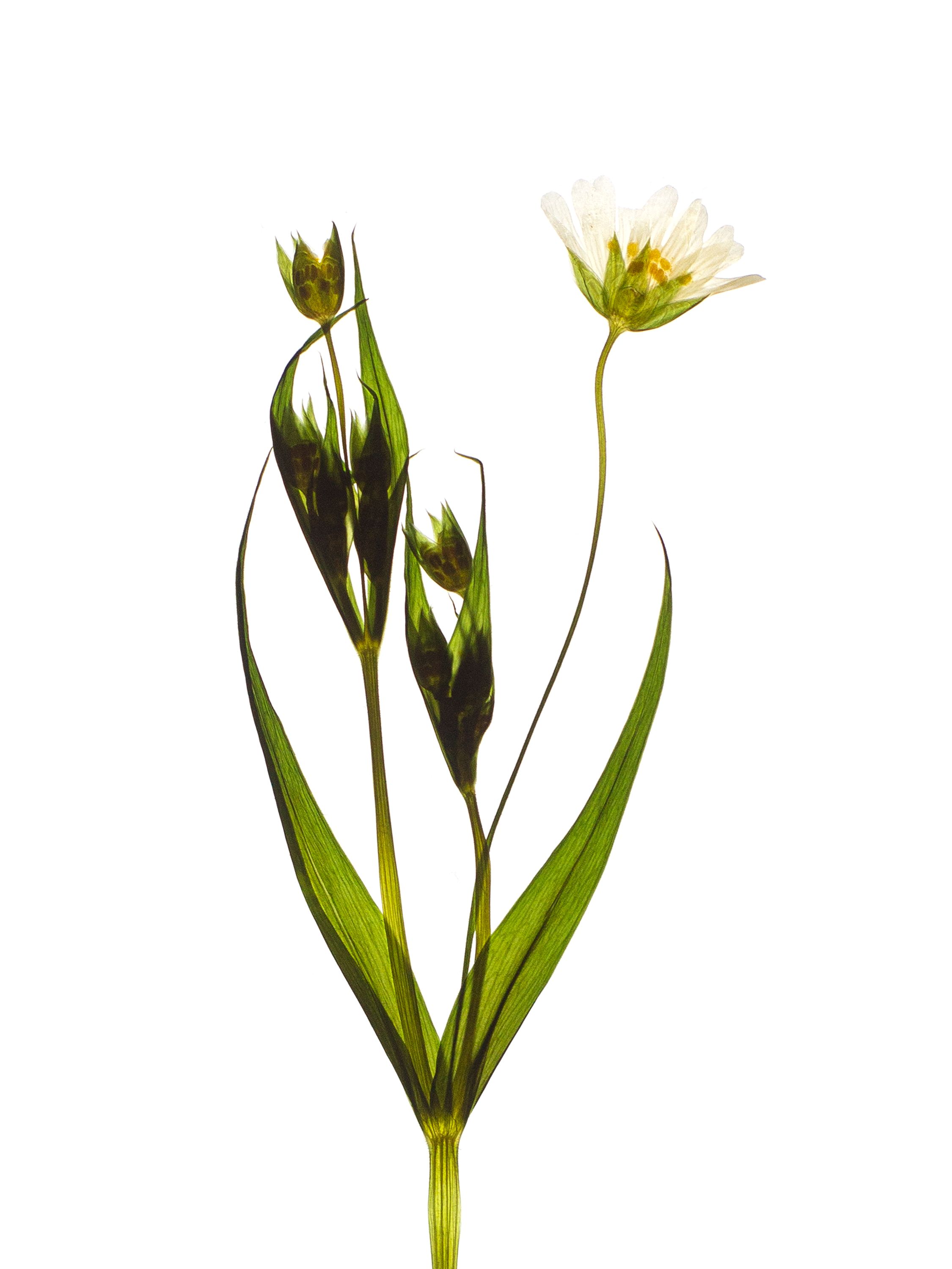 Stellaria holostea (Greater stitchwort) — Backlit, Pliezhausen, Germany, 2020 (HA-0062, plate II)