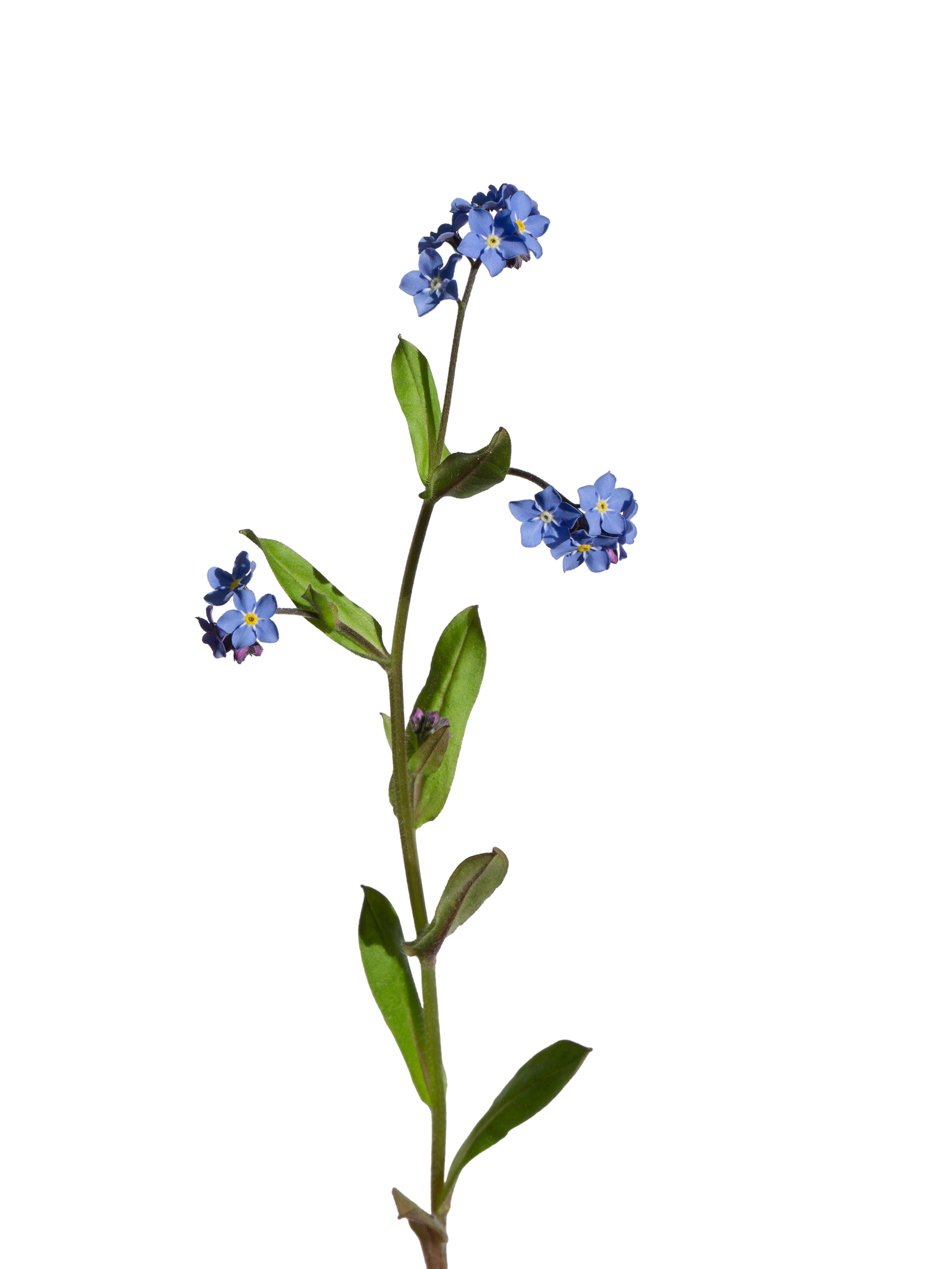 Myosotis arvensis (Field forget-me-not) — Photograph, Ruhla, Germany, 2026