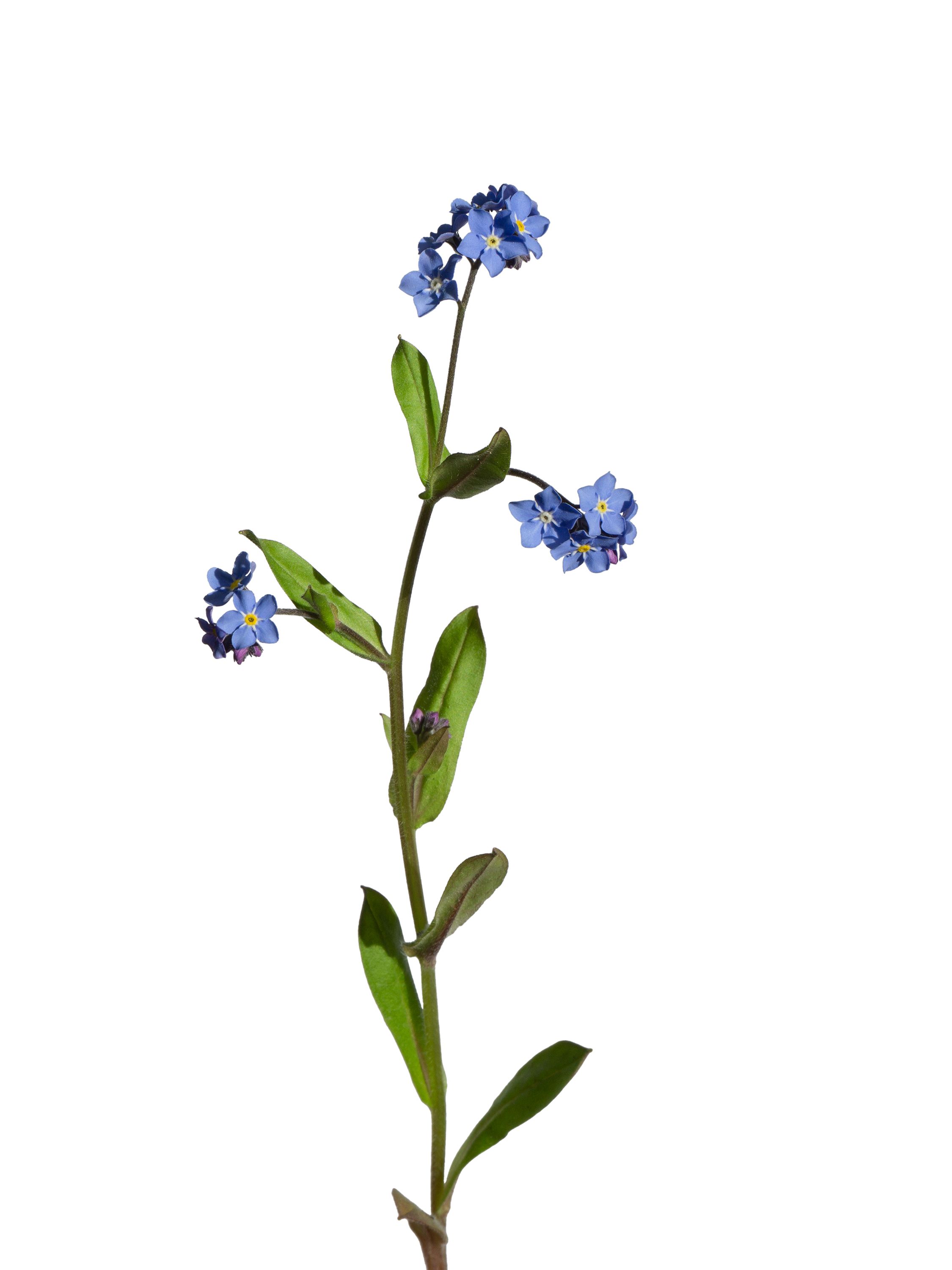 Myosotis arvensis (Field forget-me-not) — Ruhla, Germany, 2026