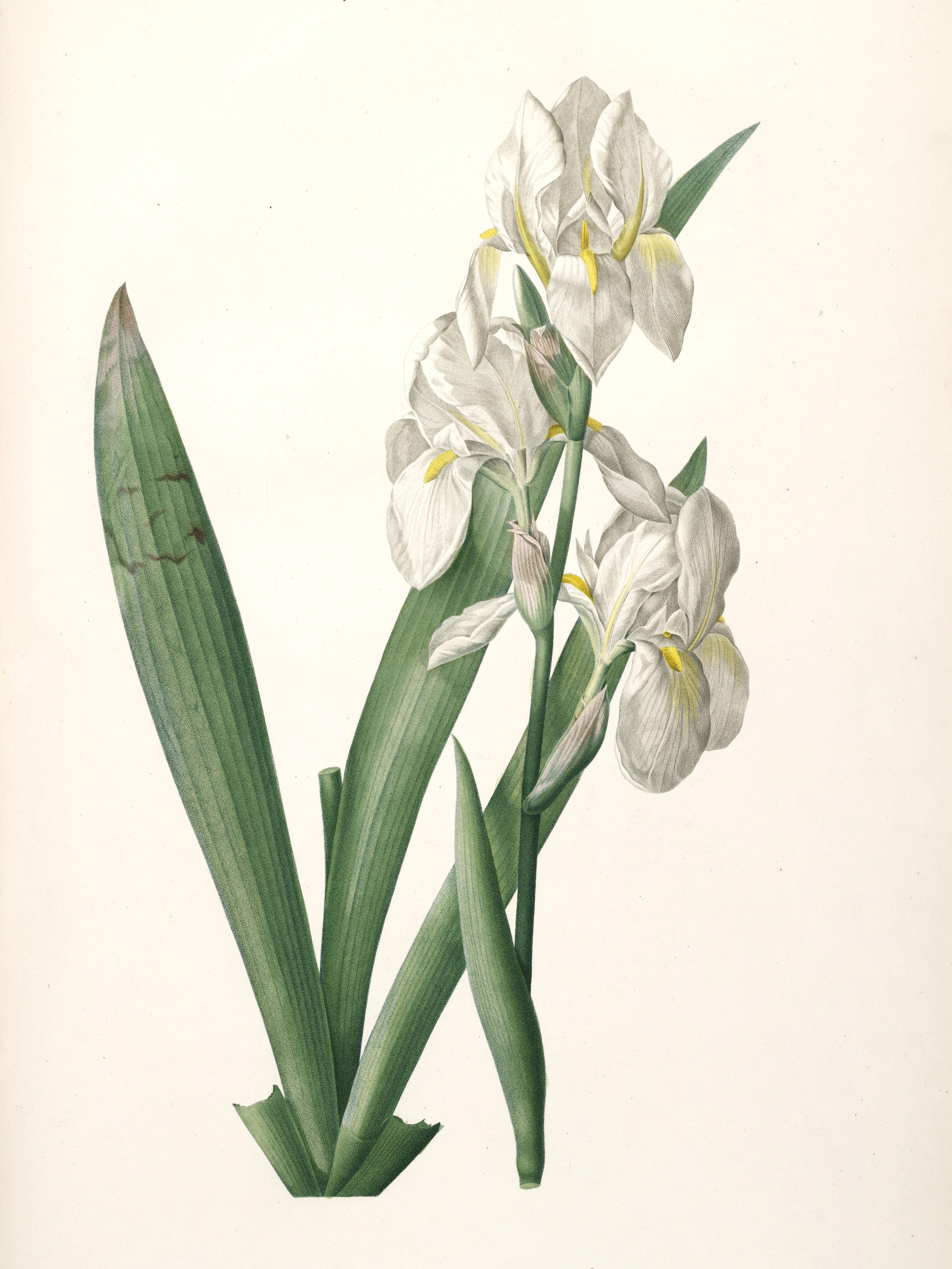 Pierre-Joseph Redouté — Raphael of Flowers