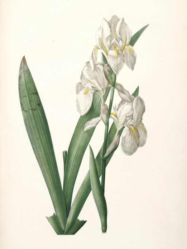 Pierre-Joseph Redouté — Raphael of Flowers