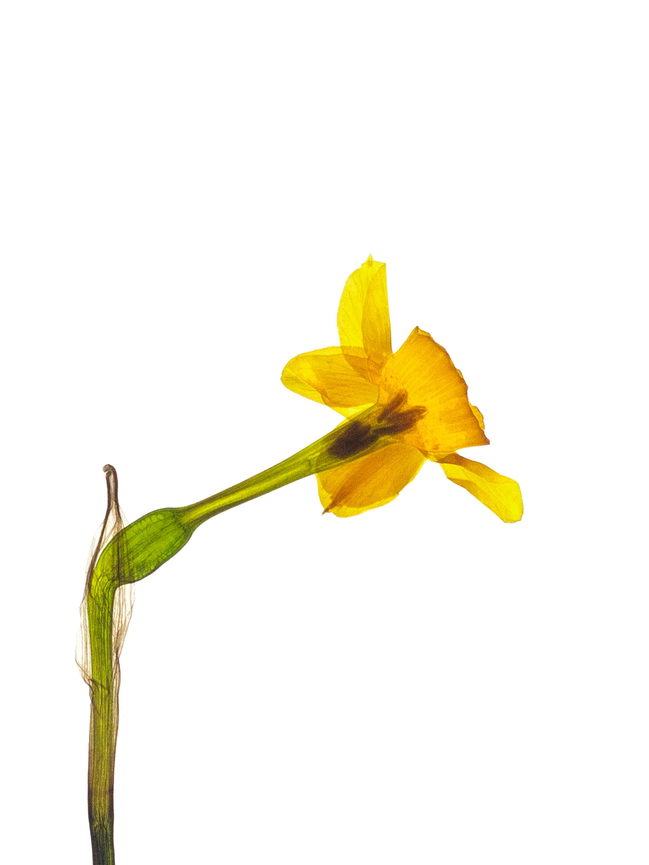 Narcissus jonquilla (Rush daffodil) — Backlit, Alozaina, Spain, 2022