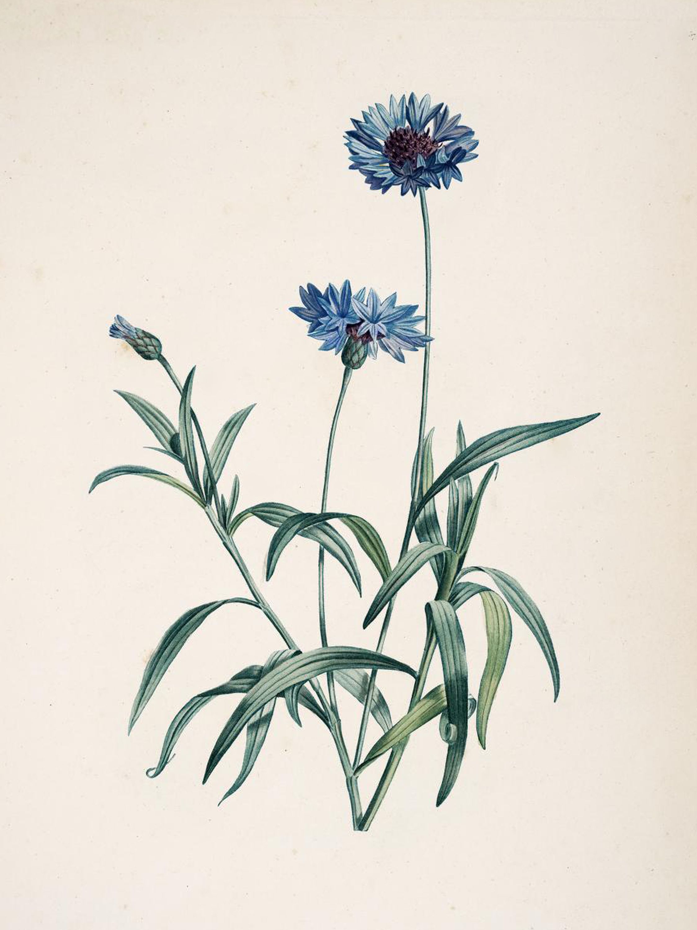 Cyanus segetum (Cornflower) — Plant Illustration, La Botanique de J. J. Rouessau Pl. 37