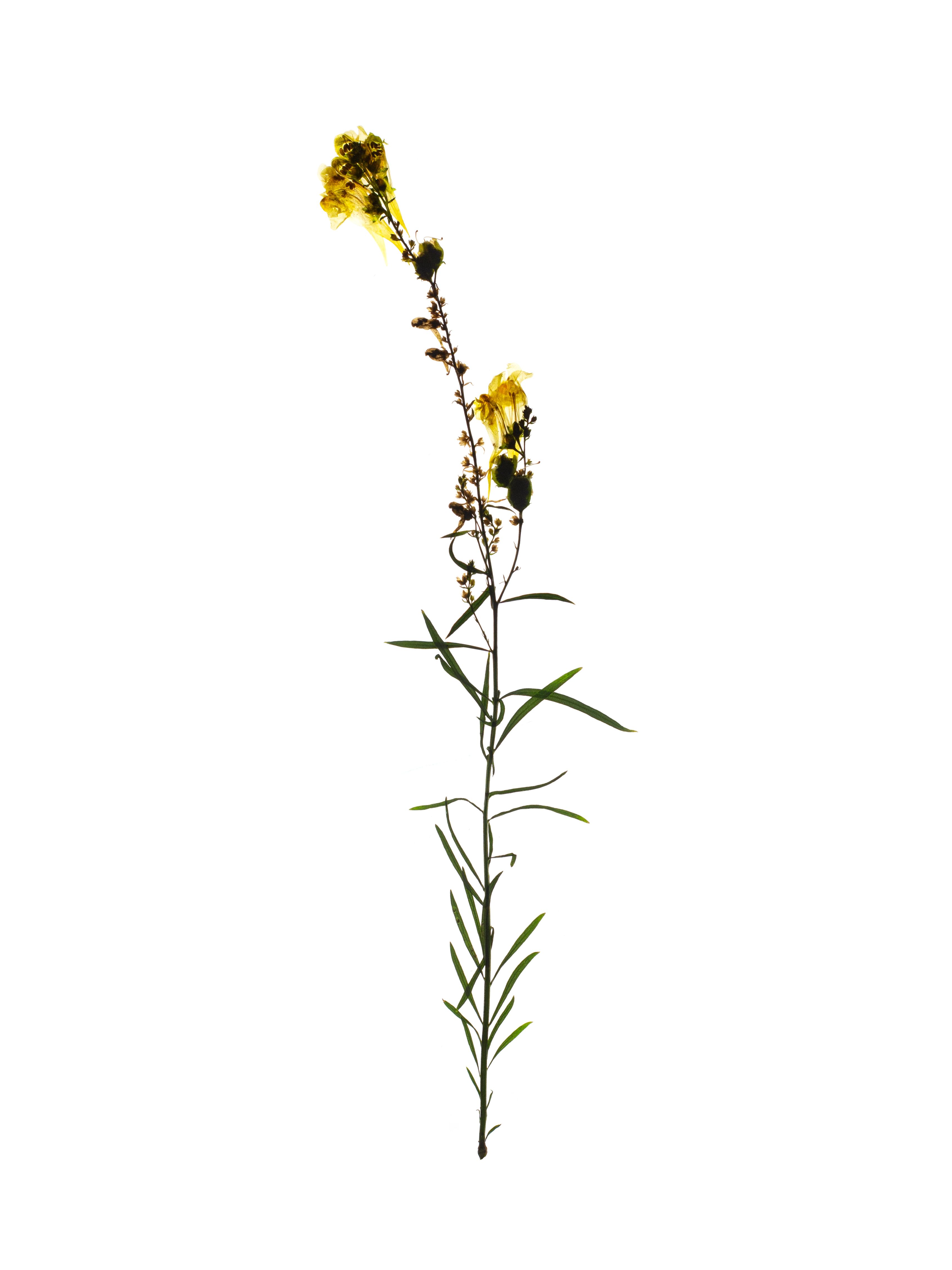 Linaria vulgaris (Common toadflax) — Offenbach, Germany, 2018
