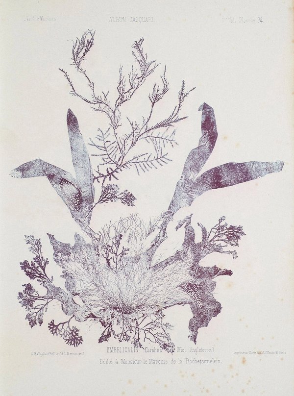 Nature-print