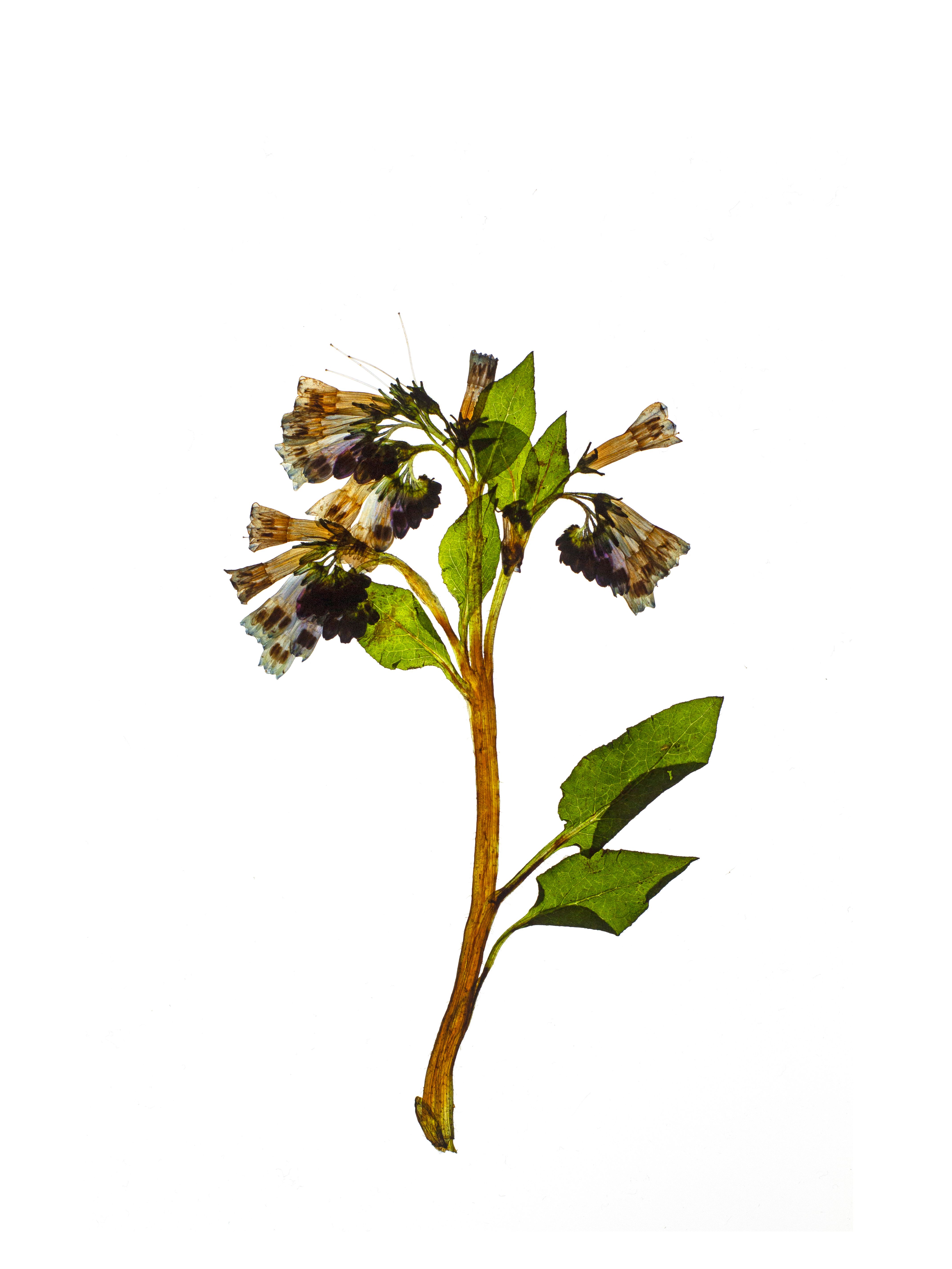 Symphytum asperum (Rough comfrey) — Backlit, Schwäbisch Hall, Germany, 2021