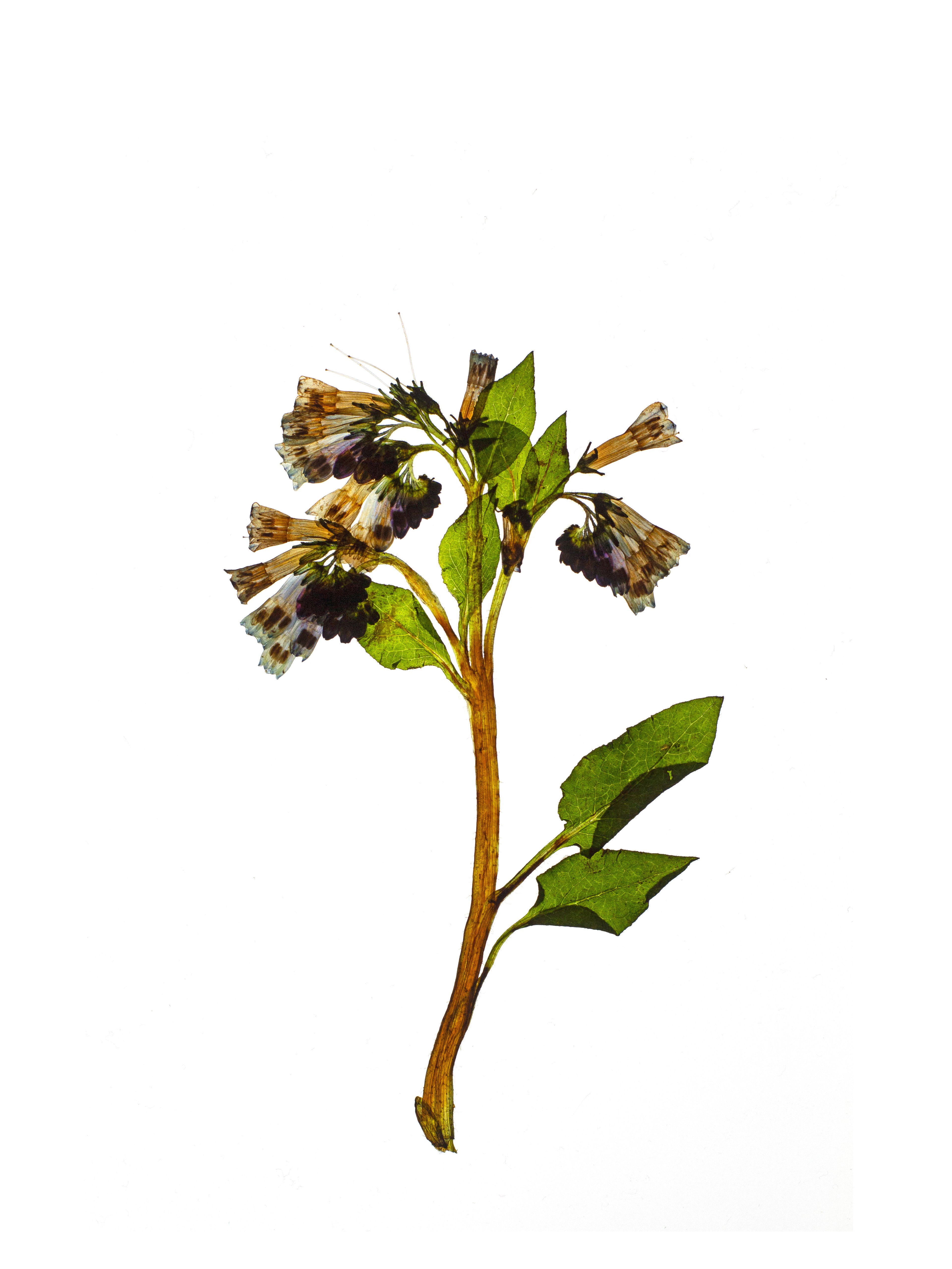 Symphytum asperum (Rough comfrey) — Backlit, Schwäbisch Hall, Germany, 2021