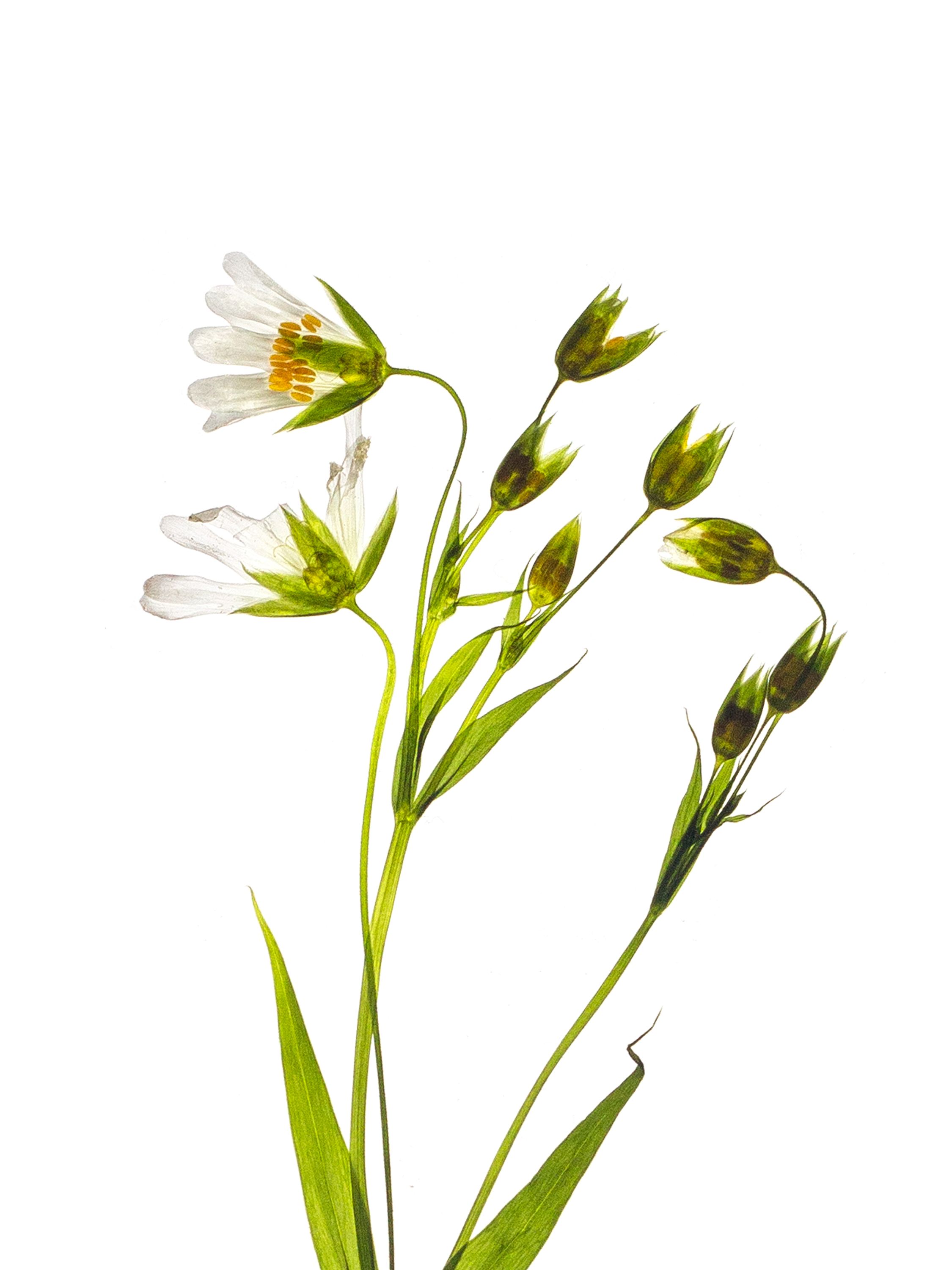 Stellaria holostea (Greater stitchwort) — detail, Backlit, Stuttgart, Germany, 2022