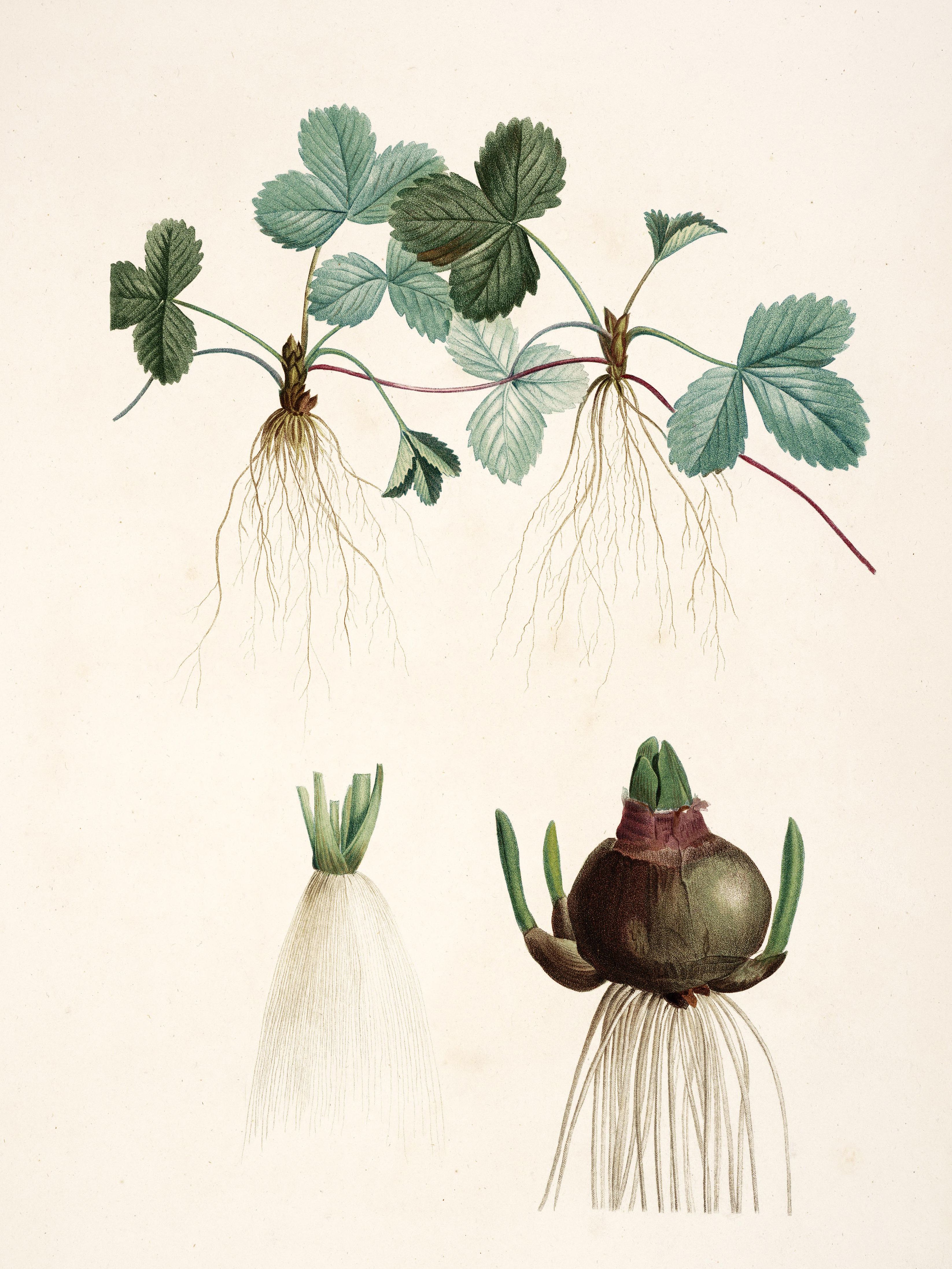 Pierre-Joseph Redouté — Raphael of Flowers